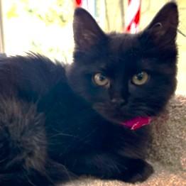 Prancer Perfection! thumbnail 6