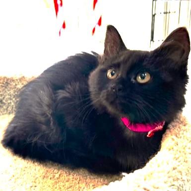 Prancer Perfection! thumbnail 7