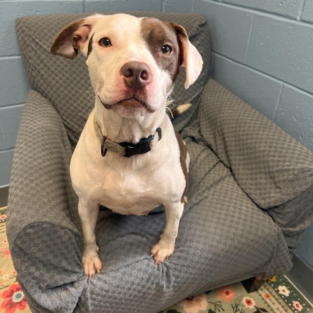 Mia, Adoptable, Adult Female American Bulldog & Mixed Breed.