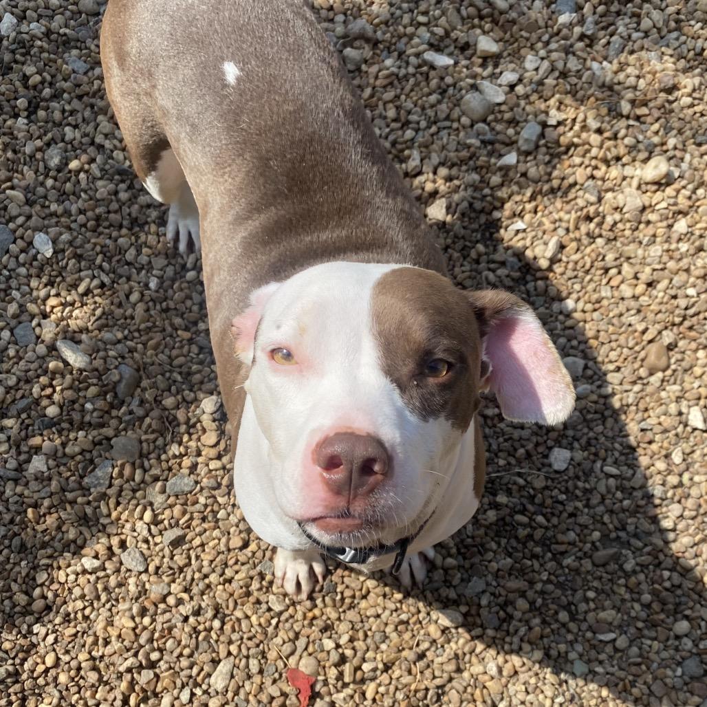 Enlarge Mia, a Adoptable mixed breed in Columbus, GA image 2/3