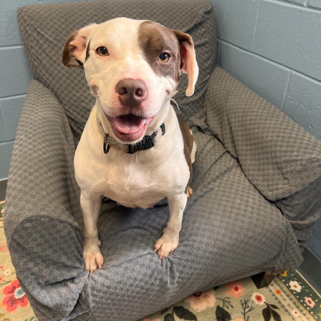 Enlarge Mia, a Adoptable mixed breed in Columbus, GA image 3/3