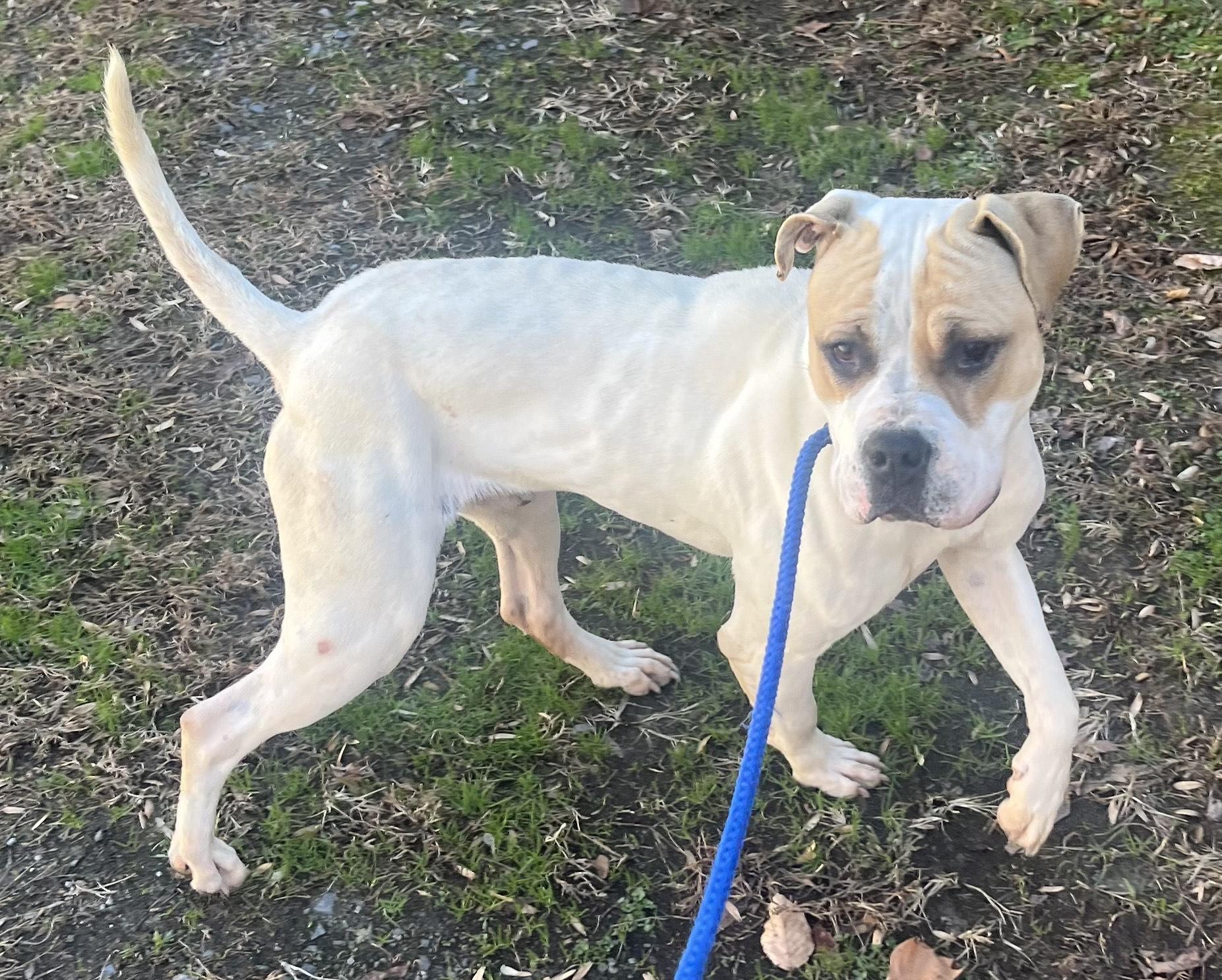 Enlarge Frosty - Beautiful young Boxer mix boy, affectionate, loves play!  See his sweet video, a ADOPTABLE mixed breed in Richmond, VA image 2/5