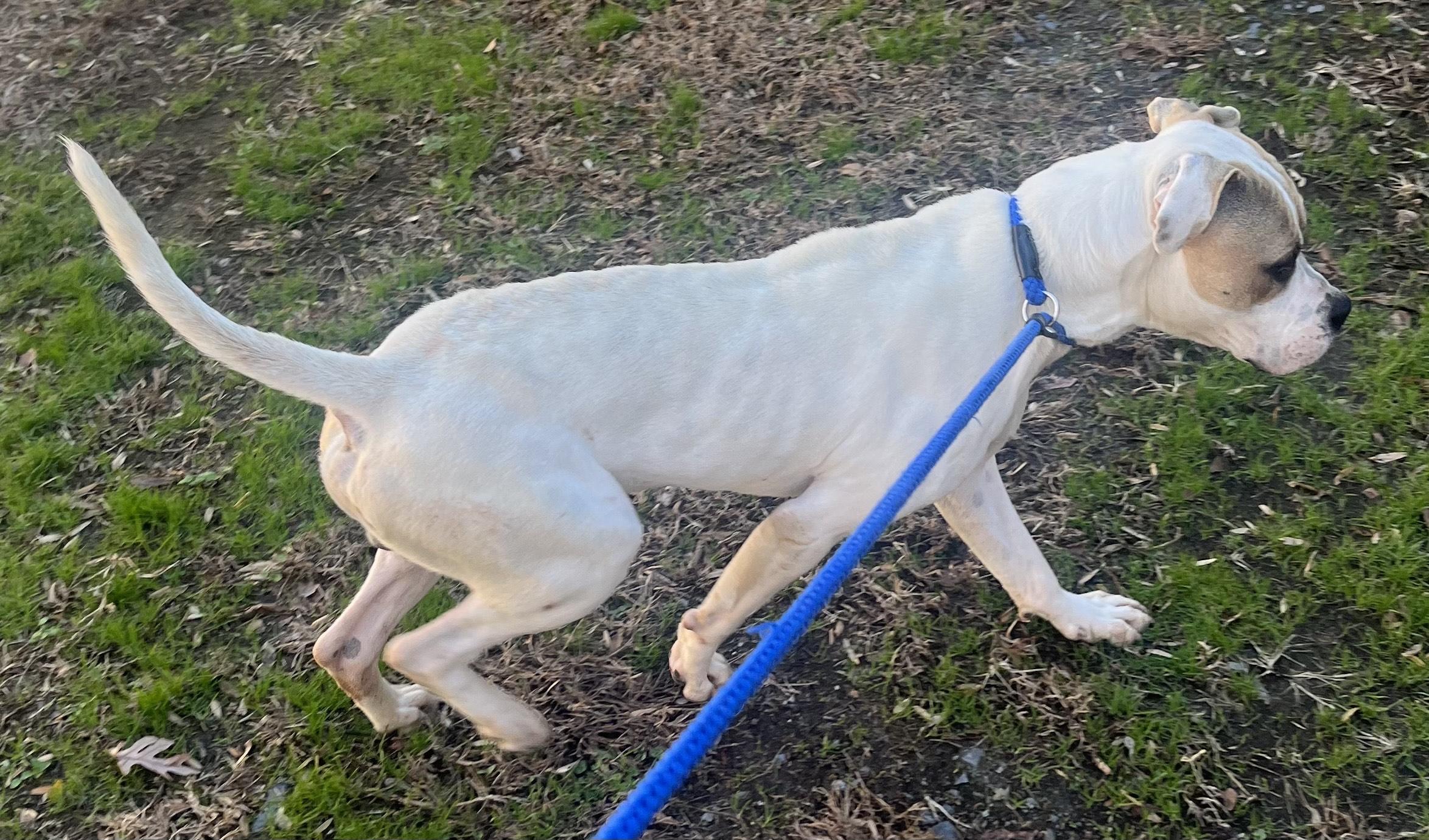 Enlarge Frosty - Beautiful young Boxer mix boy, affectionate, loves play!  See his sweet video, a ADOPTABLE mixed breed in Richmond, VA image 3/5
