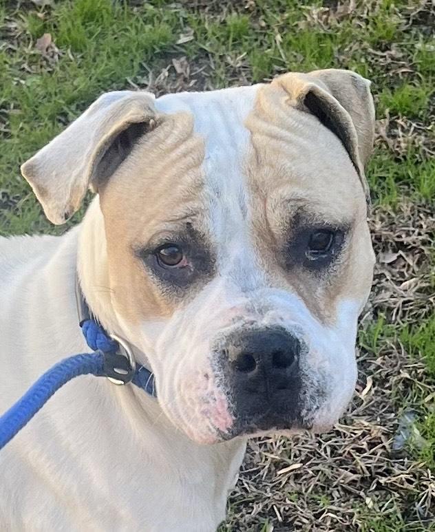 Enlarge Frosty - Beautiful young Boxer mix boy, affectionate, loves play!  See his sweet video, a ADOPTABLE mixed breed in Richmond, VA image 1/5