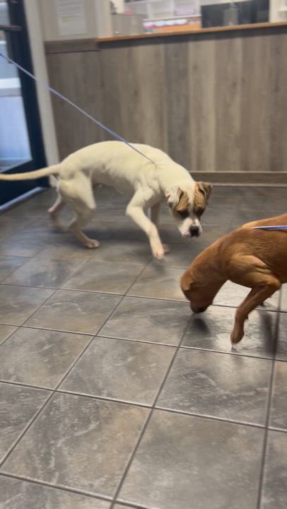 Enlarge Frosty - Beautiful young Boxer mix boy, affectionate, loves play!  See his sweet video, a ADOPTABLE mixed breed in Richmond, VA video 5/5