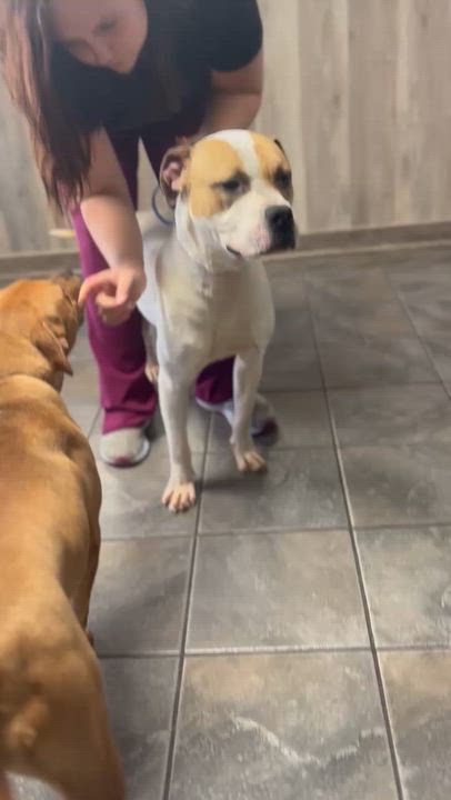 Enlarge Frosty - Beautiful young Boxer mix boy, affectionate, loves play!  See his sweet video, a ADOPTABLE mixed breed in Richmond, VA video 4/5