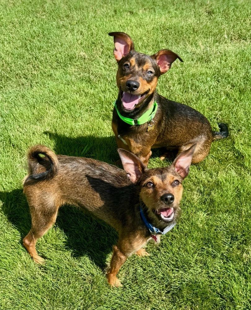 Harkin, Adoptable, Puppy Male Mixed Breed.