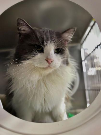 Lylah, a Adoptable mixed breed in Moses Lake, WA image 1/3