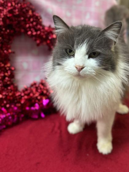 Lylah, a Adoptable mixed breed in Moses Lake, WA image 2/3