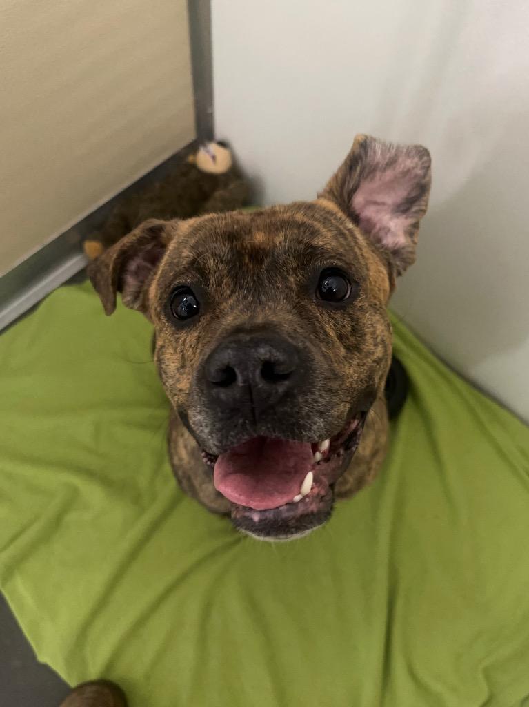 Enlarge Rusty, a Adoptable mixed breed in Yellowknife, NT image 1/4