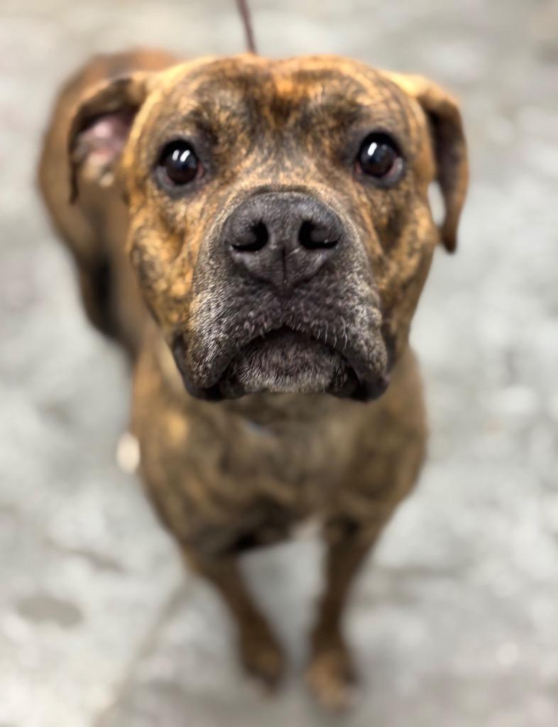 Enlarge Rusty, a Adoptable mixed breed in Yellowknife, NT image 3/4