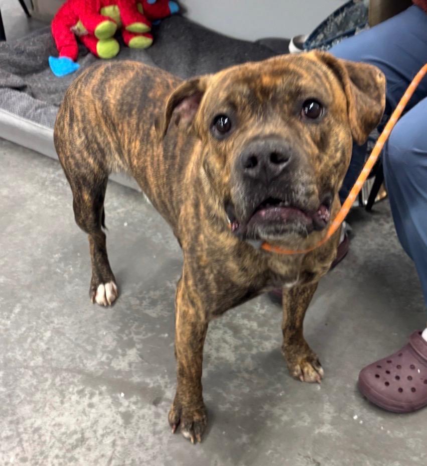 Enlarge Rusty, a Adoptable mixed breed in Yellowknife, NT image 4/4