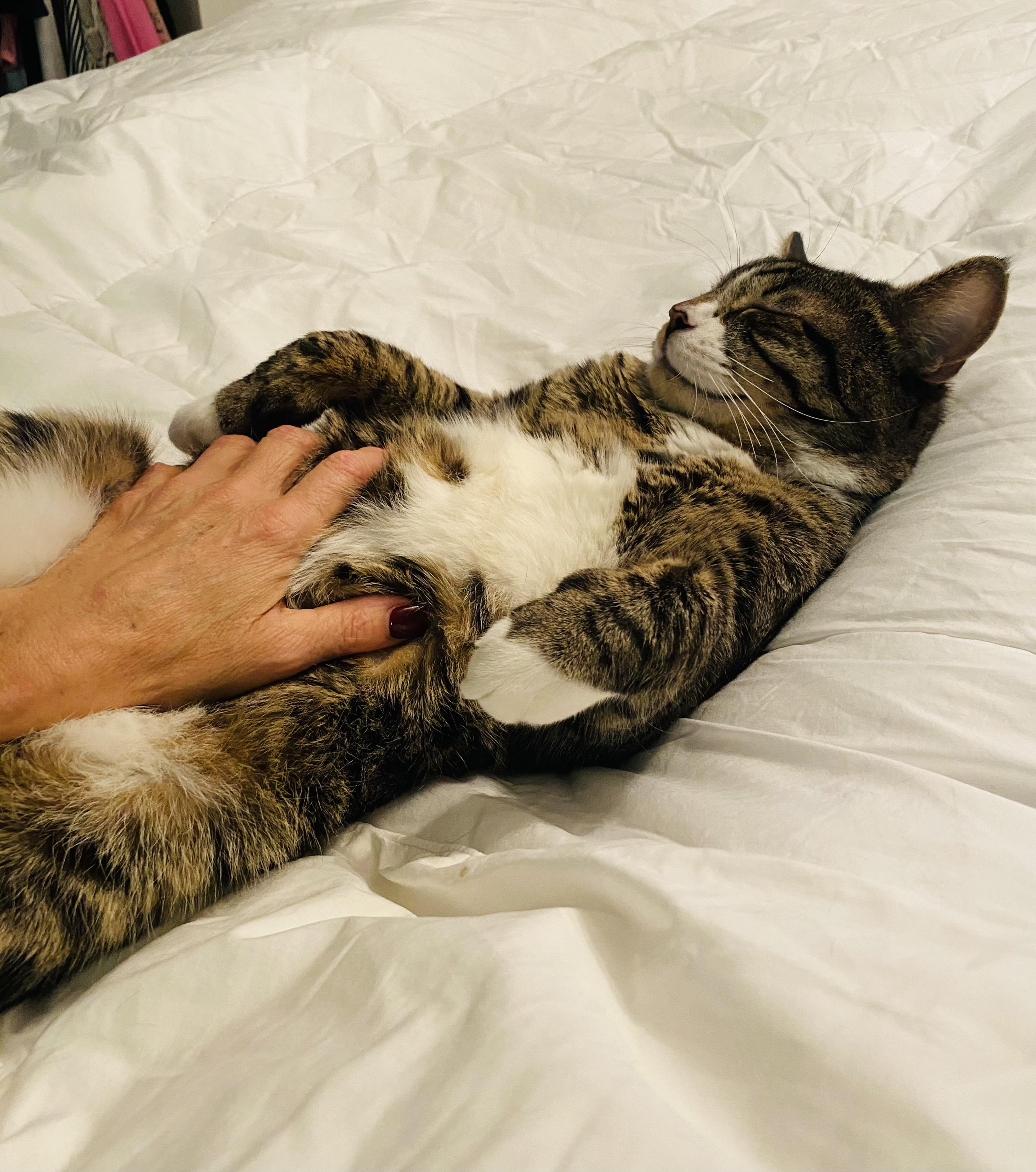 Big Boy Duck, a Adoptable Domestic Short Hair in Hoboken, NJ image 1/6