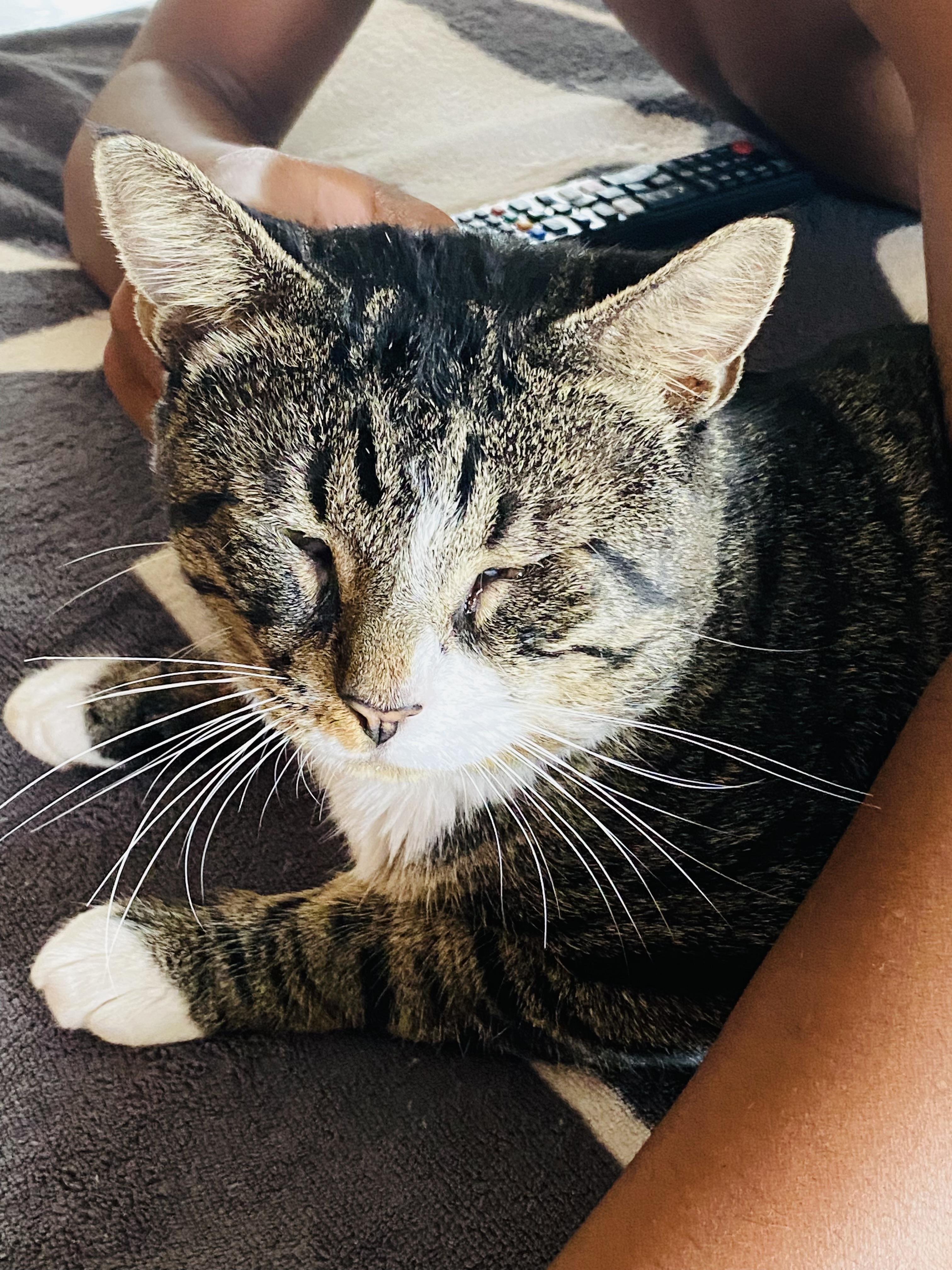 Big Boy Duck, a Adoptable Domestic Short Hair in Hoboken, NJ image 2/6