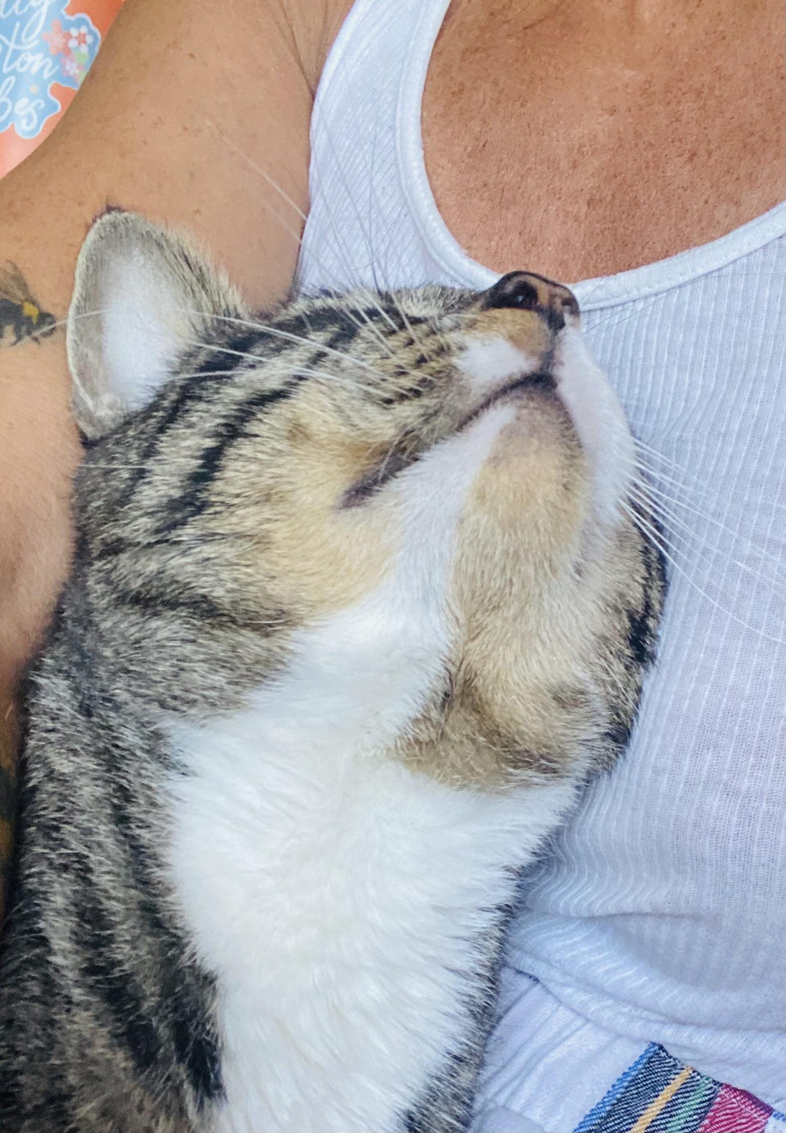 Big Boy Duck, a Adoptable Domestic Short Hair in Hoboken, NJ image 3/6