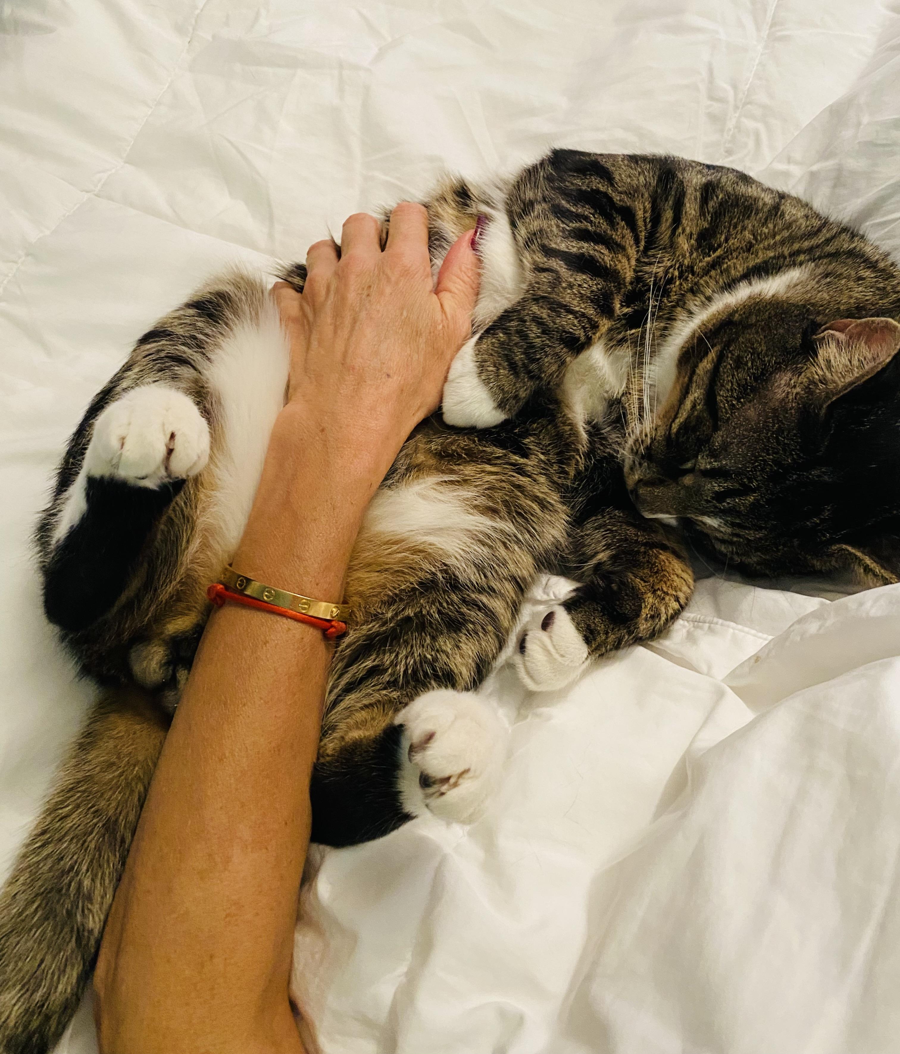 Big Boy Duck, a Adoptable Domestic Short Hair in Hoboken, NJ image 5/6