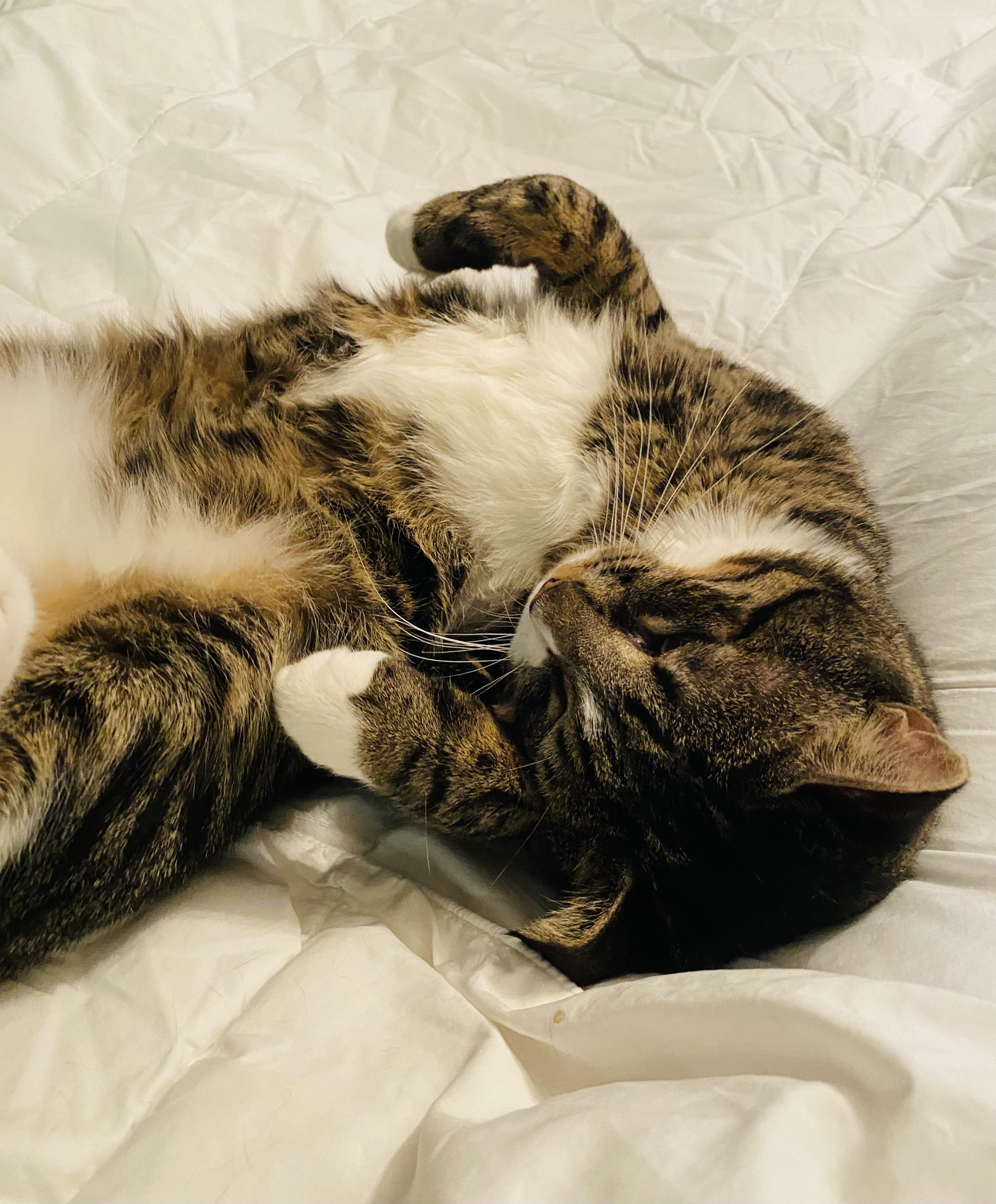 Big Boy Duck, a Adoptable Domestic Short Hair in Hoboken, NJ image 6/6