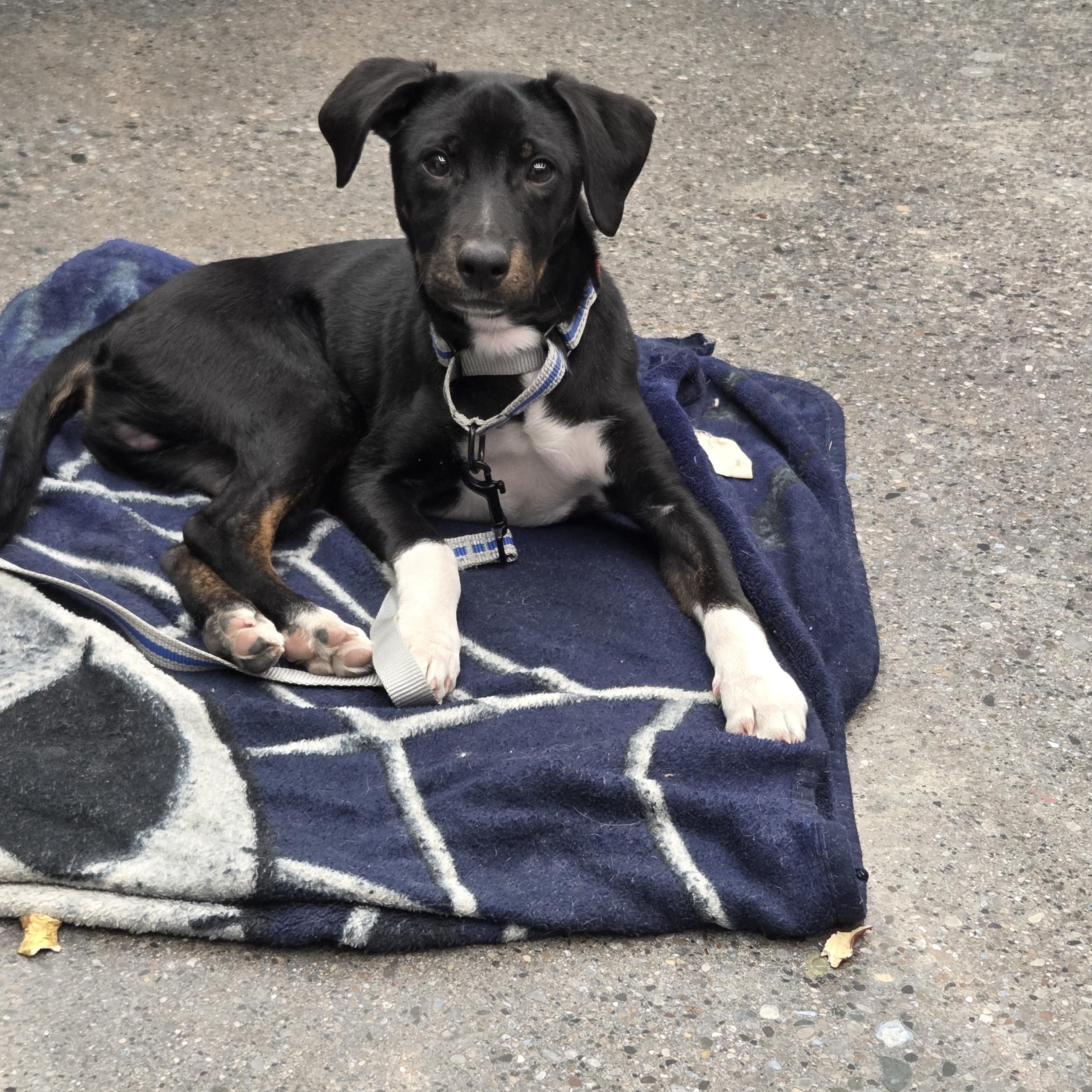 Chess, an adopted mixed breed in Grand Rapids, MI image 1/2