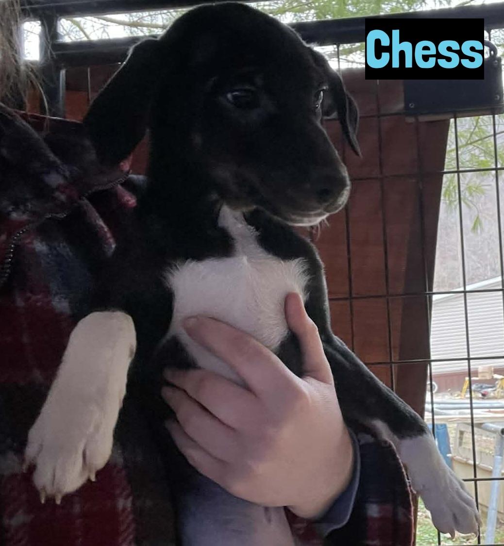 Enlarge Chess, a ADOPTABLE mixed breed in Grand Rapids, MI image 2/2