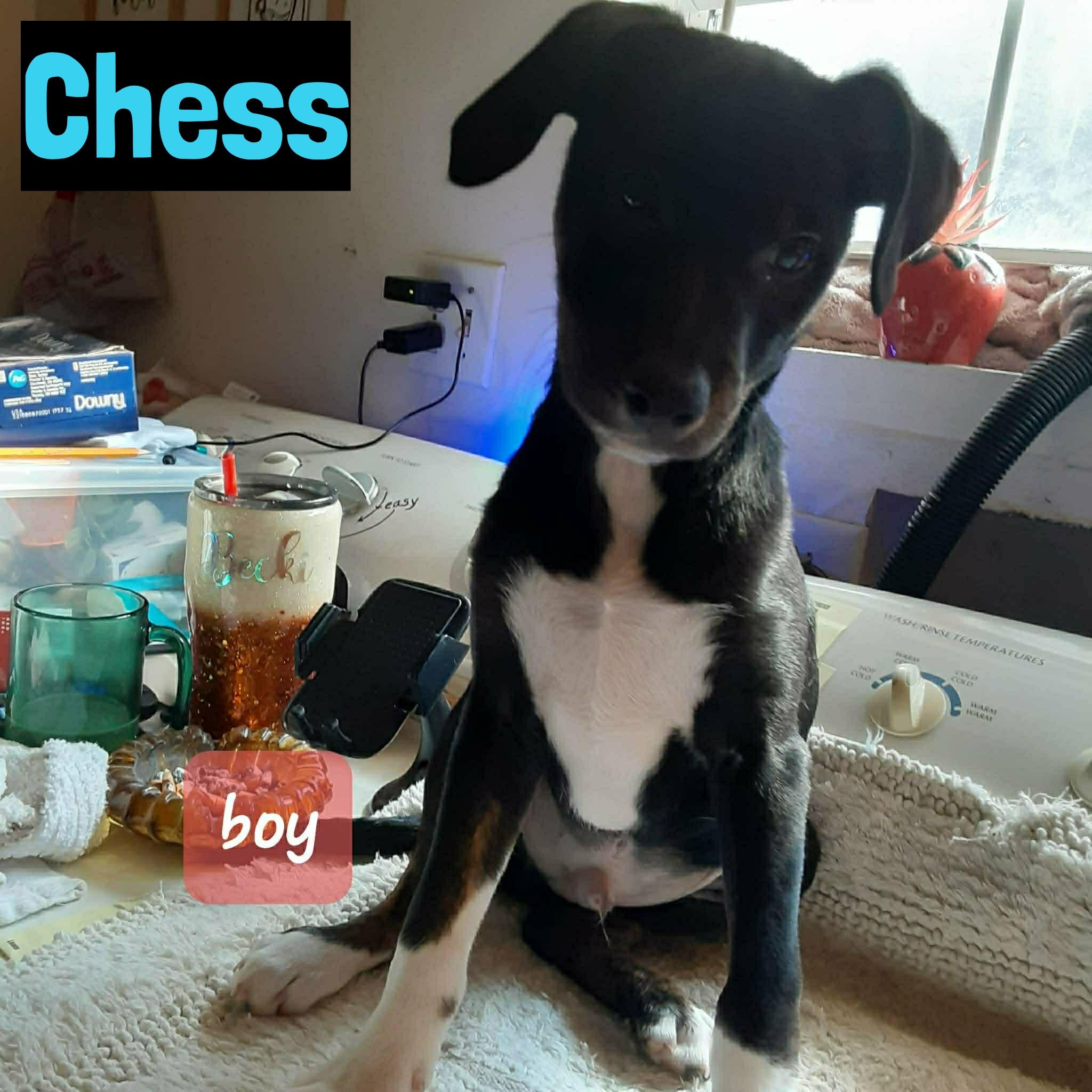 Chess, ADOPTABLE, Puppy Male Jack Russell Terrier.