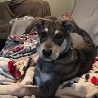 Enlarge Gunter, a Adopted mixed breed in Albany, NY image 1/1