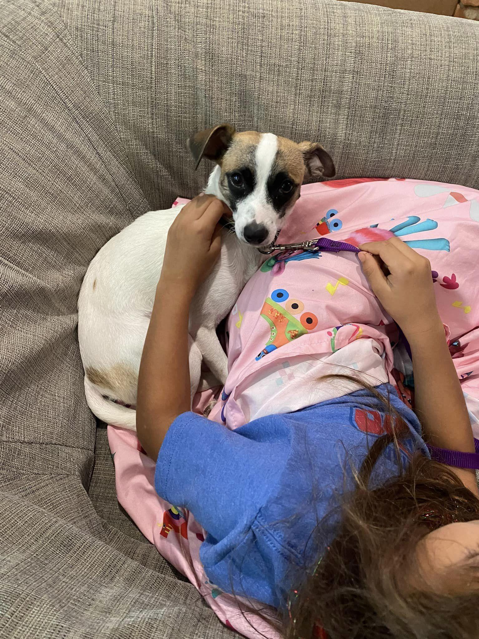 Dog for adoption Kiki, a Chihuahua Mix in Ann Arbor, MI Petfinder