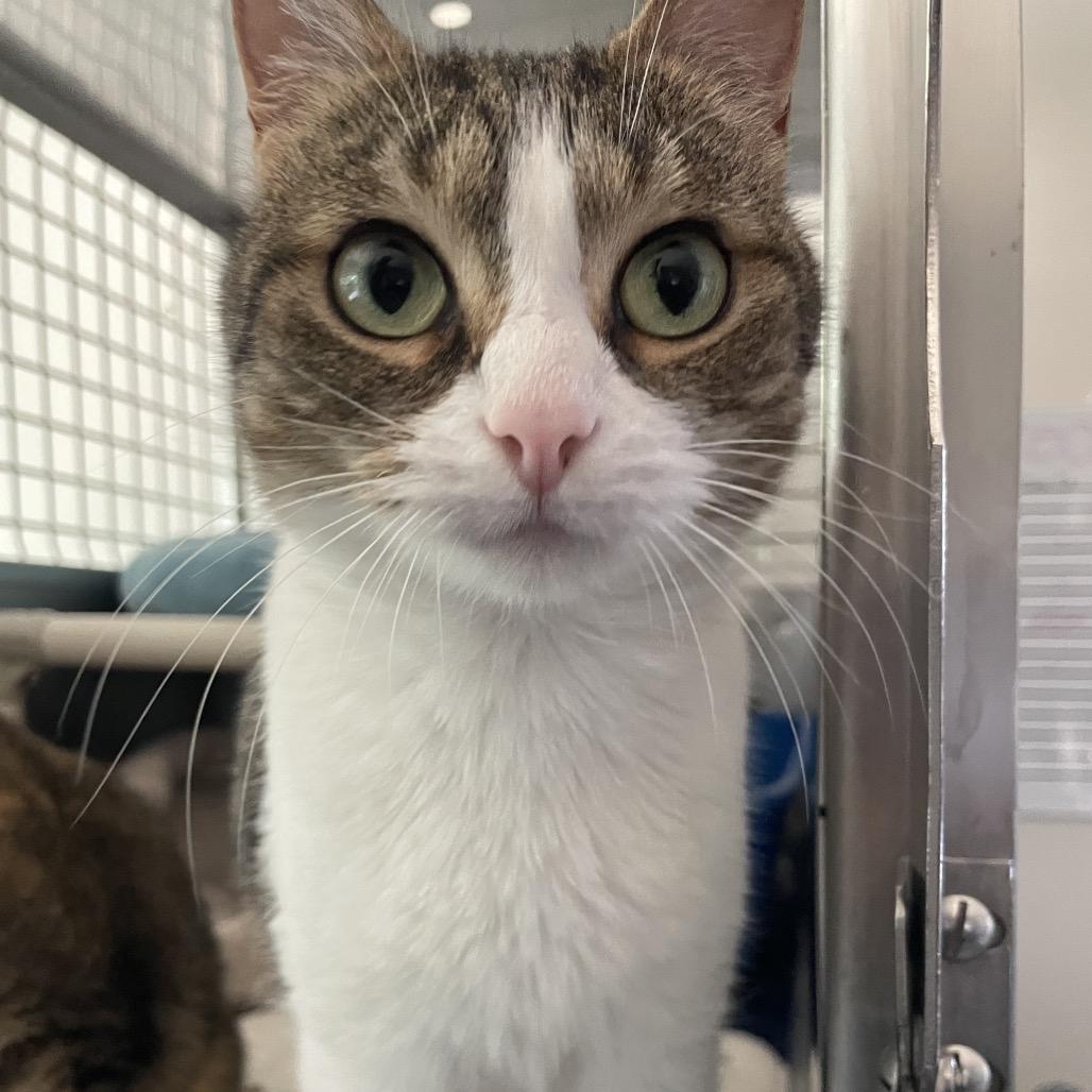 Mittens, Adoptable, Adult Female Domestic Short Hair.