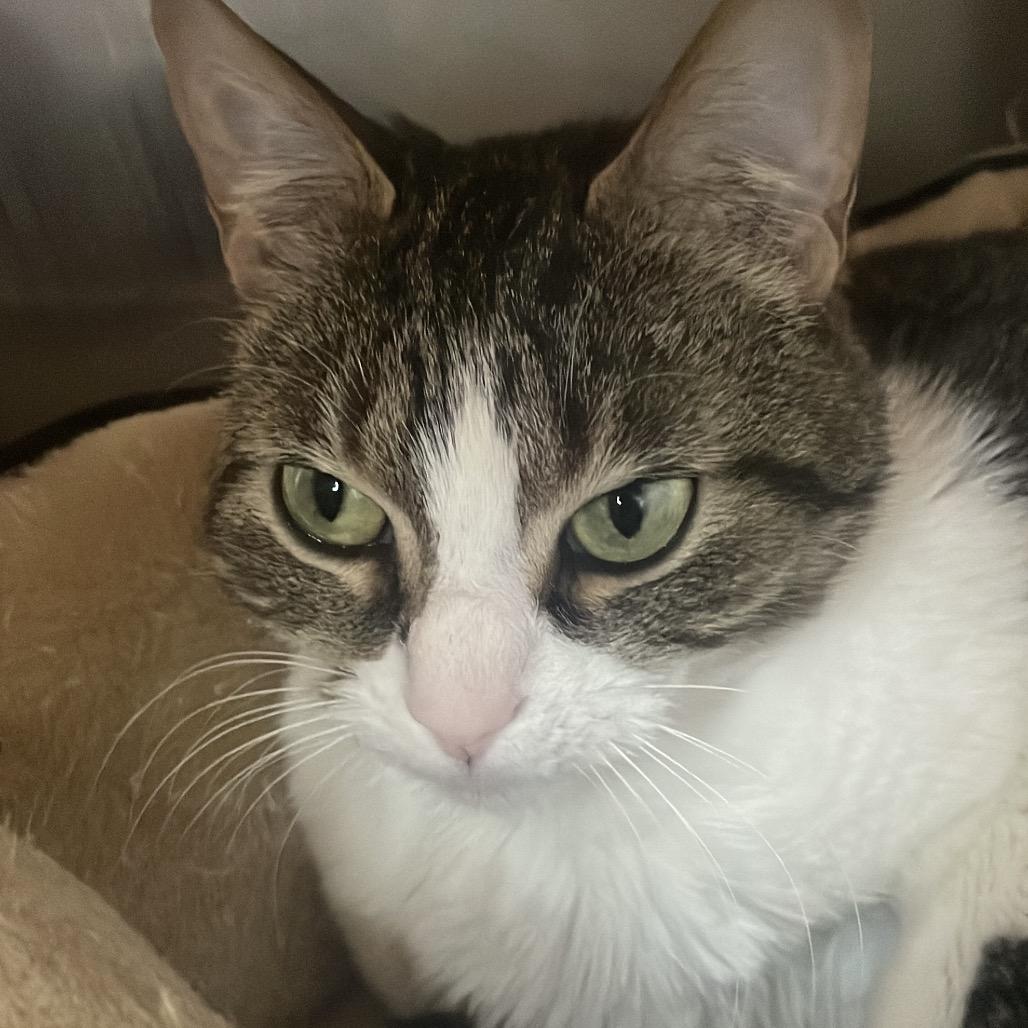 Mittens, Adoptable, Adult Female Domestic Short Hair.