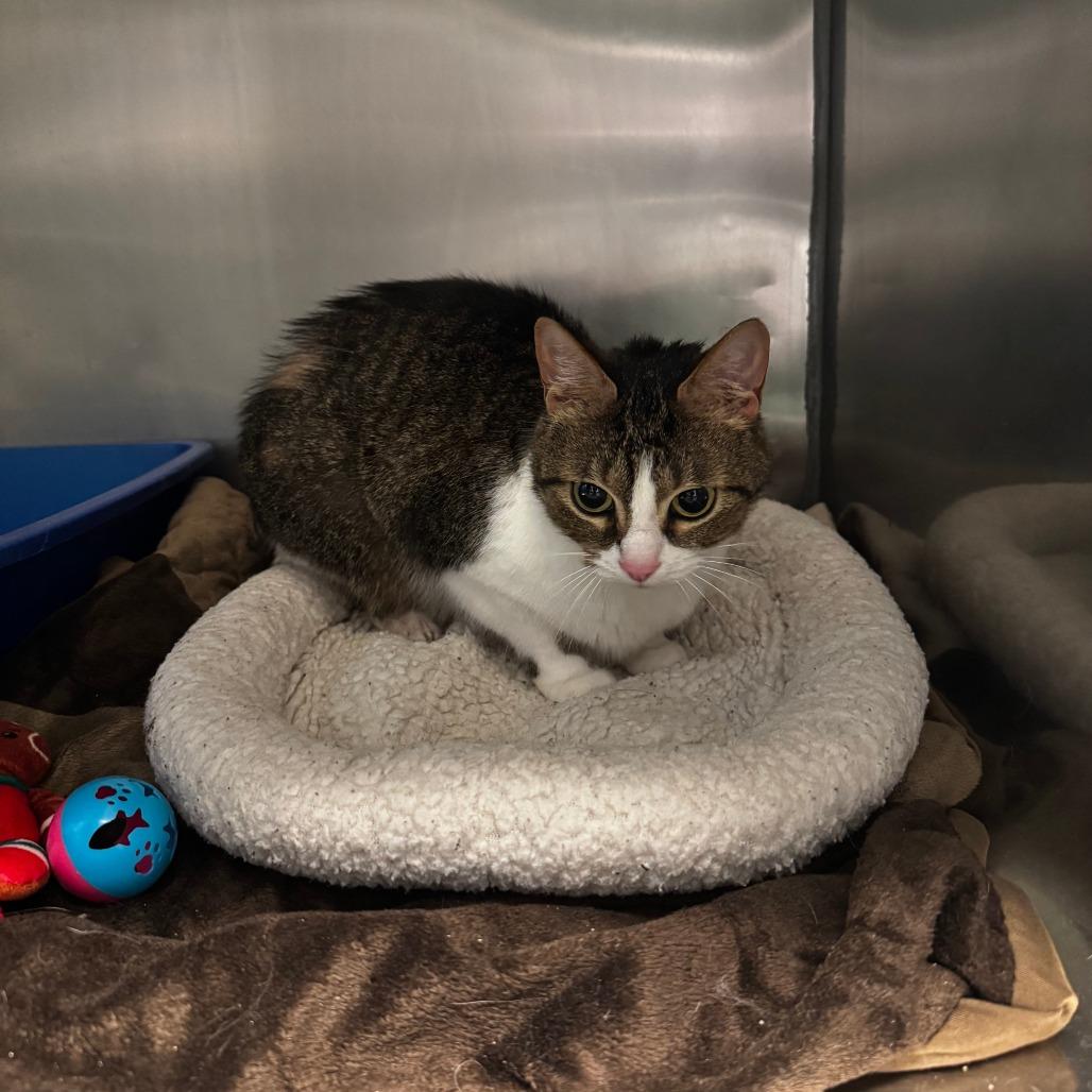 Enlarge Mittens, a Adoptable Domestic Short Hair in South Haven, MI image 2/3