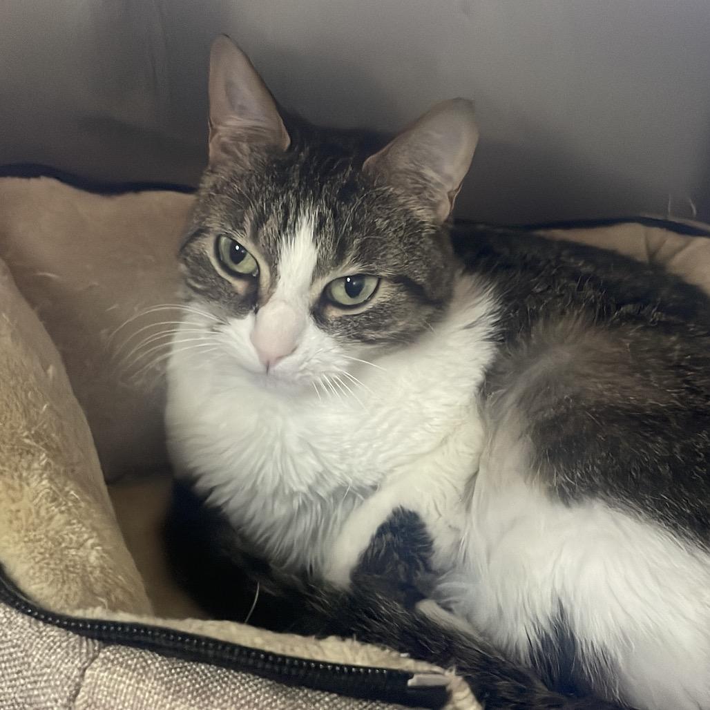 Enlarge Mittens, a Adoptable Domestic Short Hair in South Haven, MI image 3/3