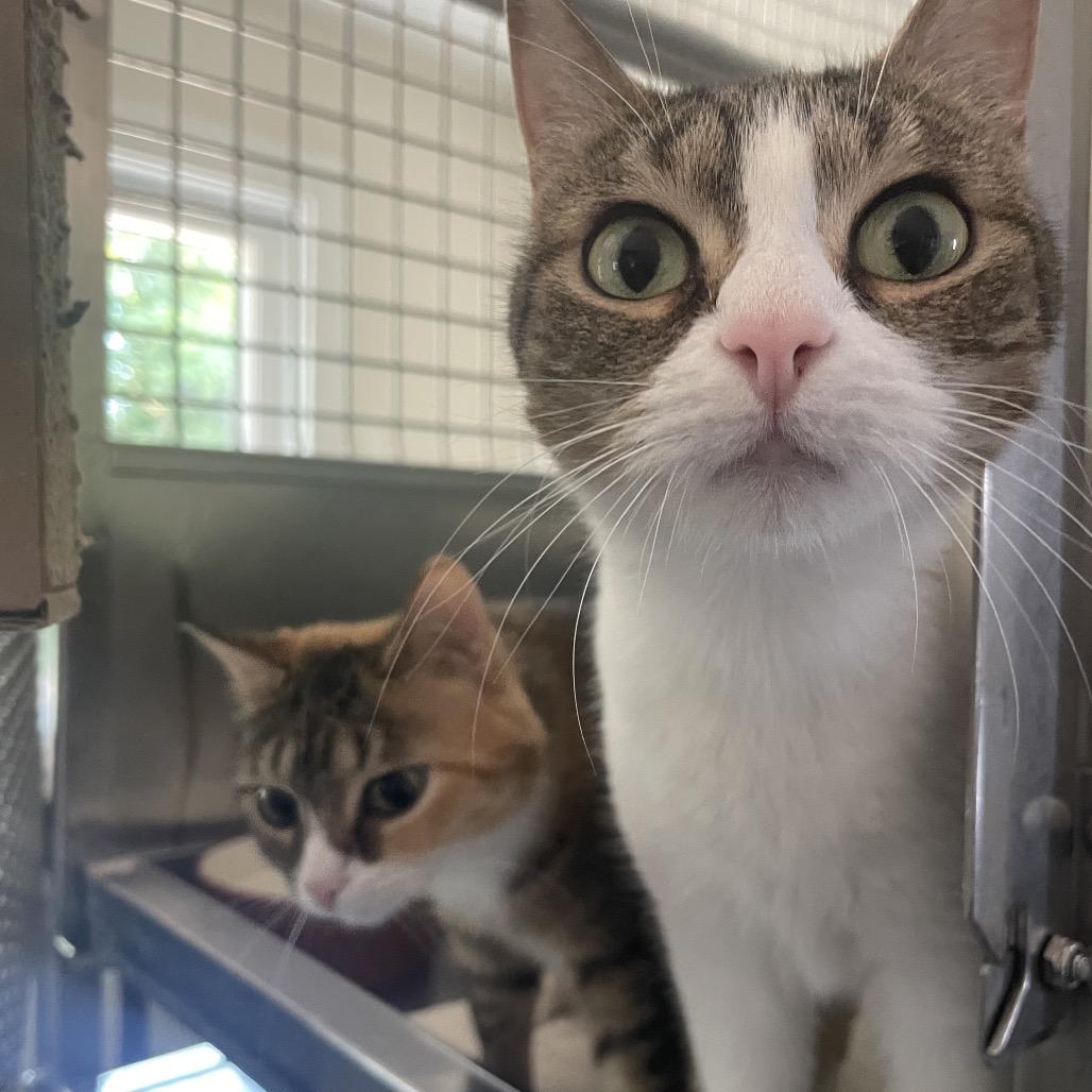 Enlarge Mittens, a Adoptable Domestic Short Hair in South Haven, MI image 5/6