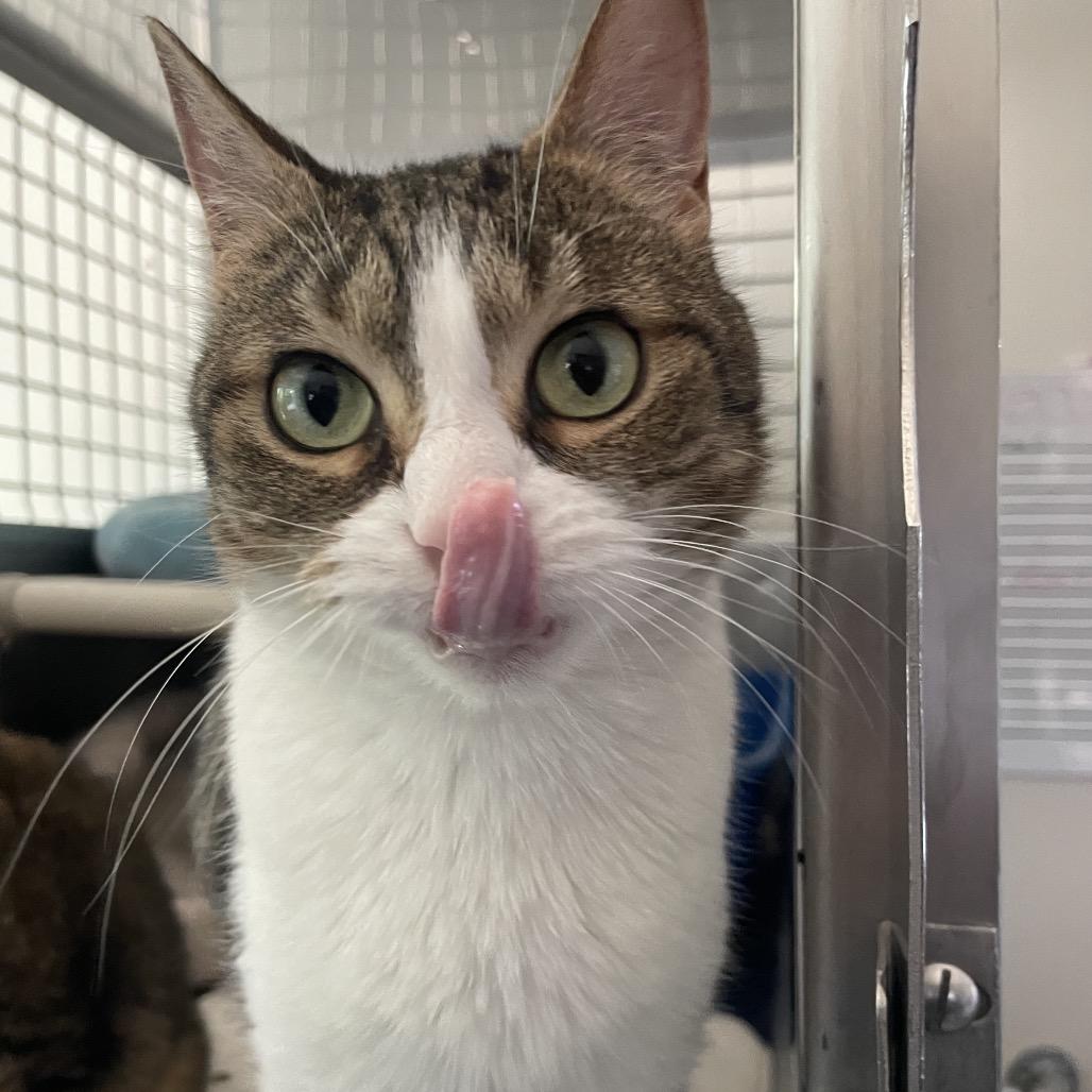 Enlarge Mittens, a Adoptable Domestic Short Hair in South Haven, MI image 6/6