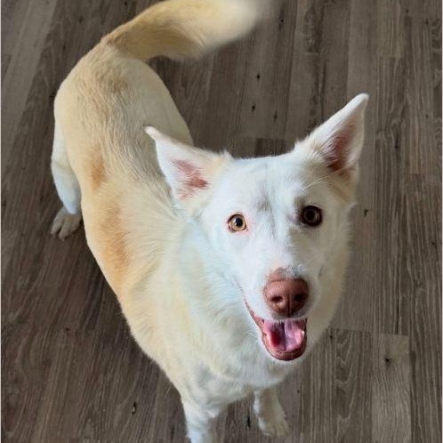 Annie, ADOPTABLE, Young Female Husky.