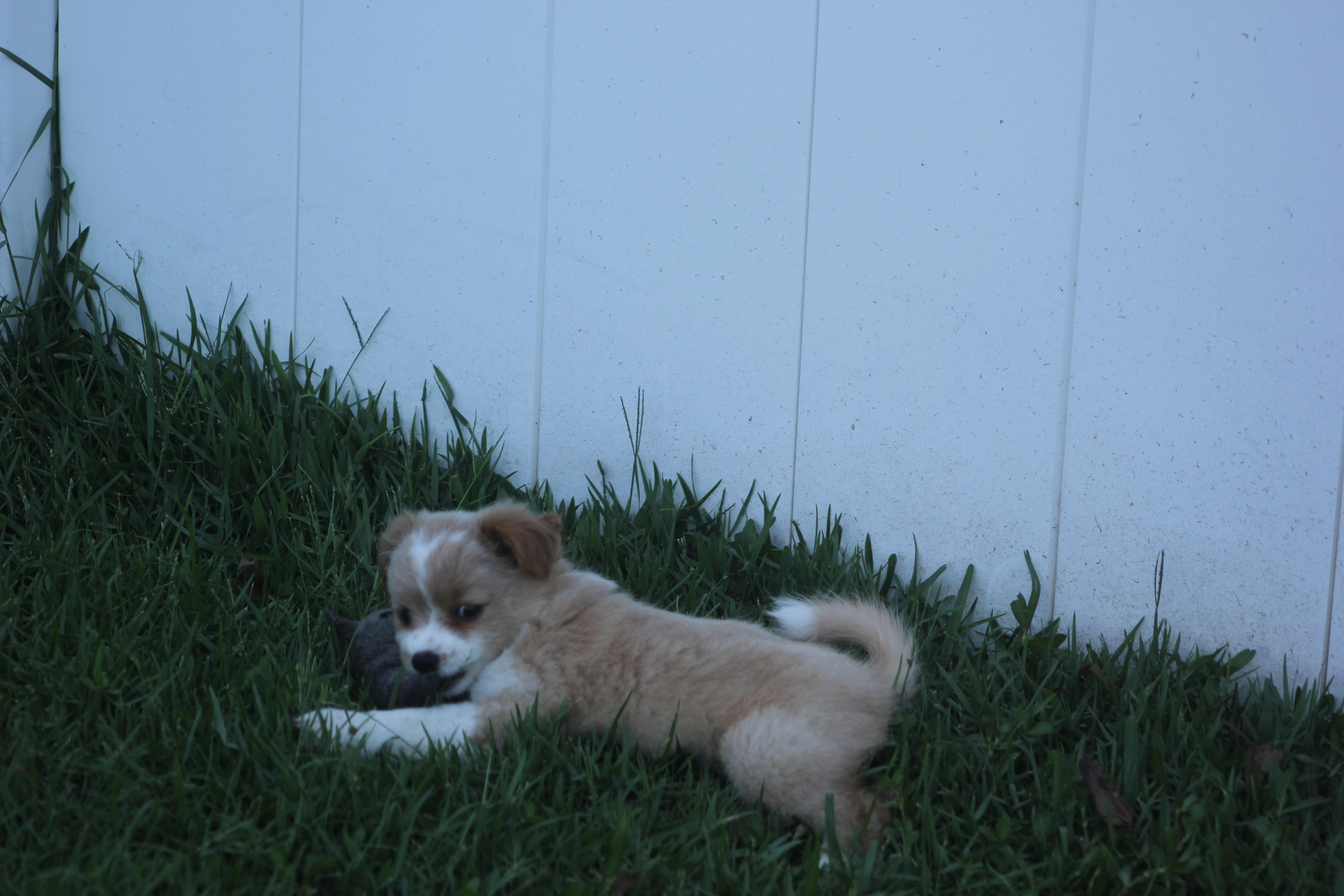 Talia, an adopted mixed breed in Orlando, FL image 2/3
