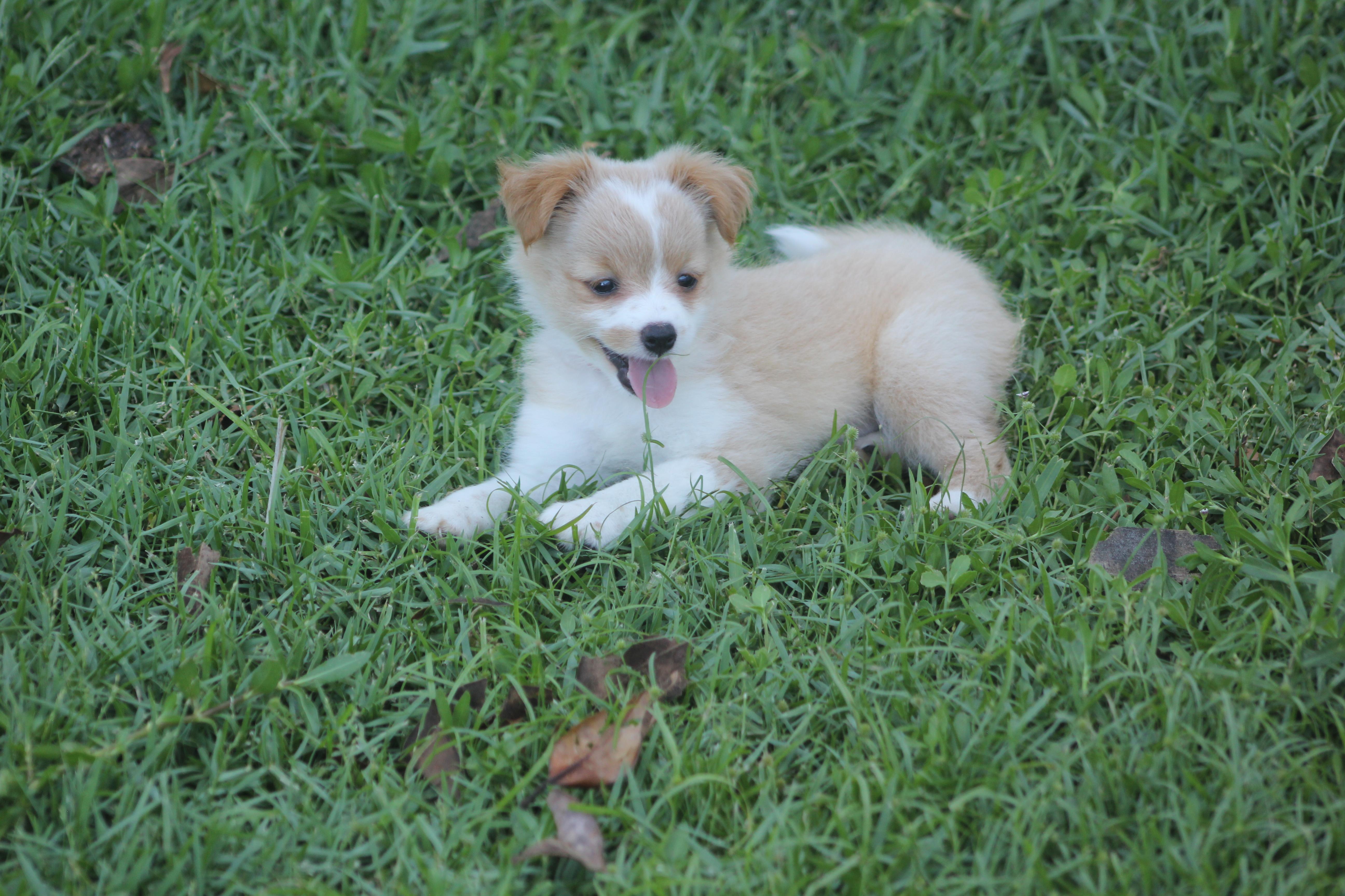 Talia, adopted, Young Female Pomeranian.