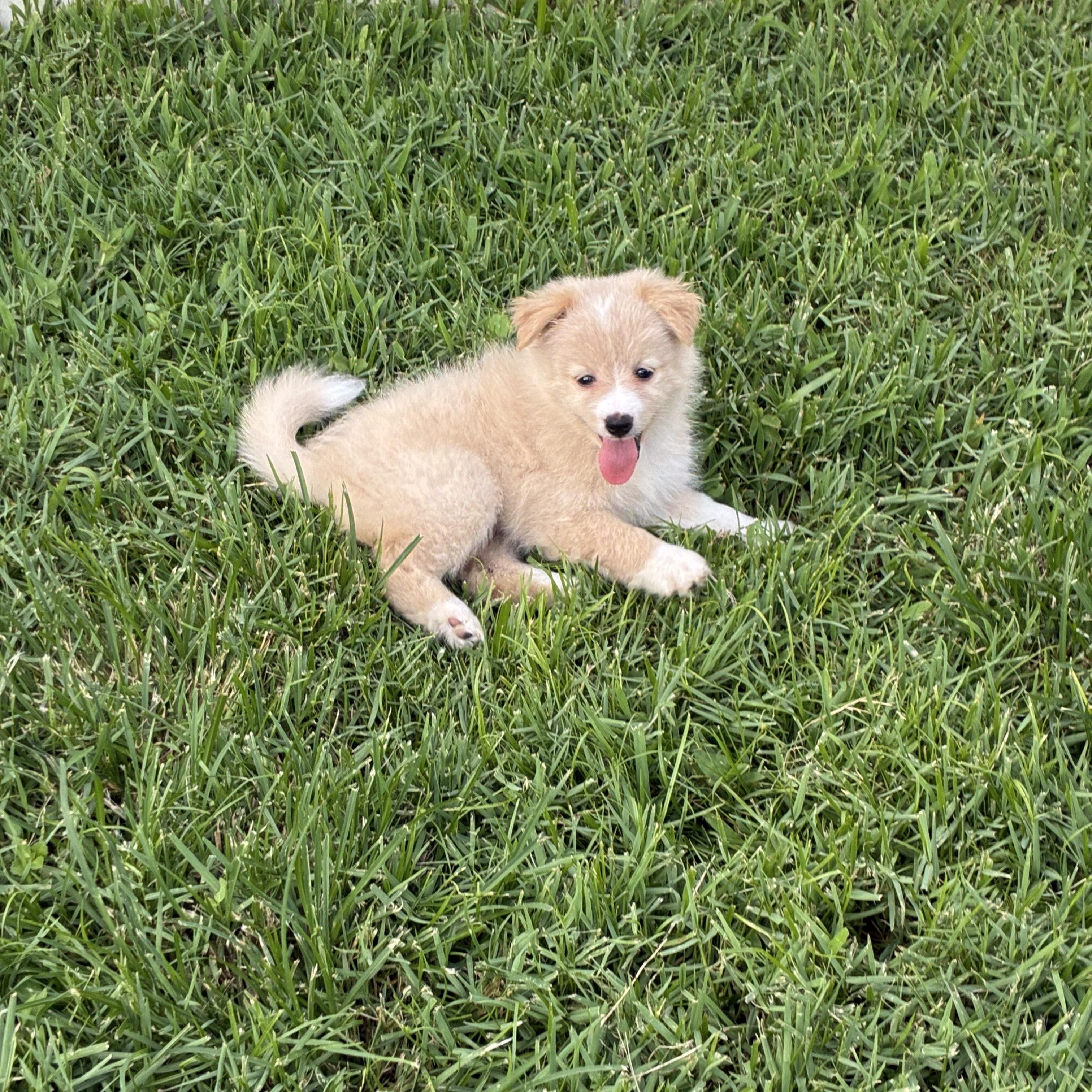 Talia, an adopted mixed breed in Orlando, FL image 3/3