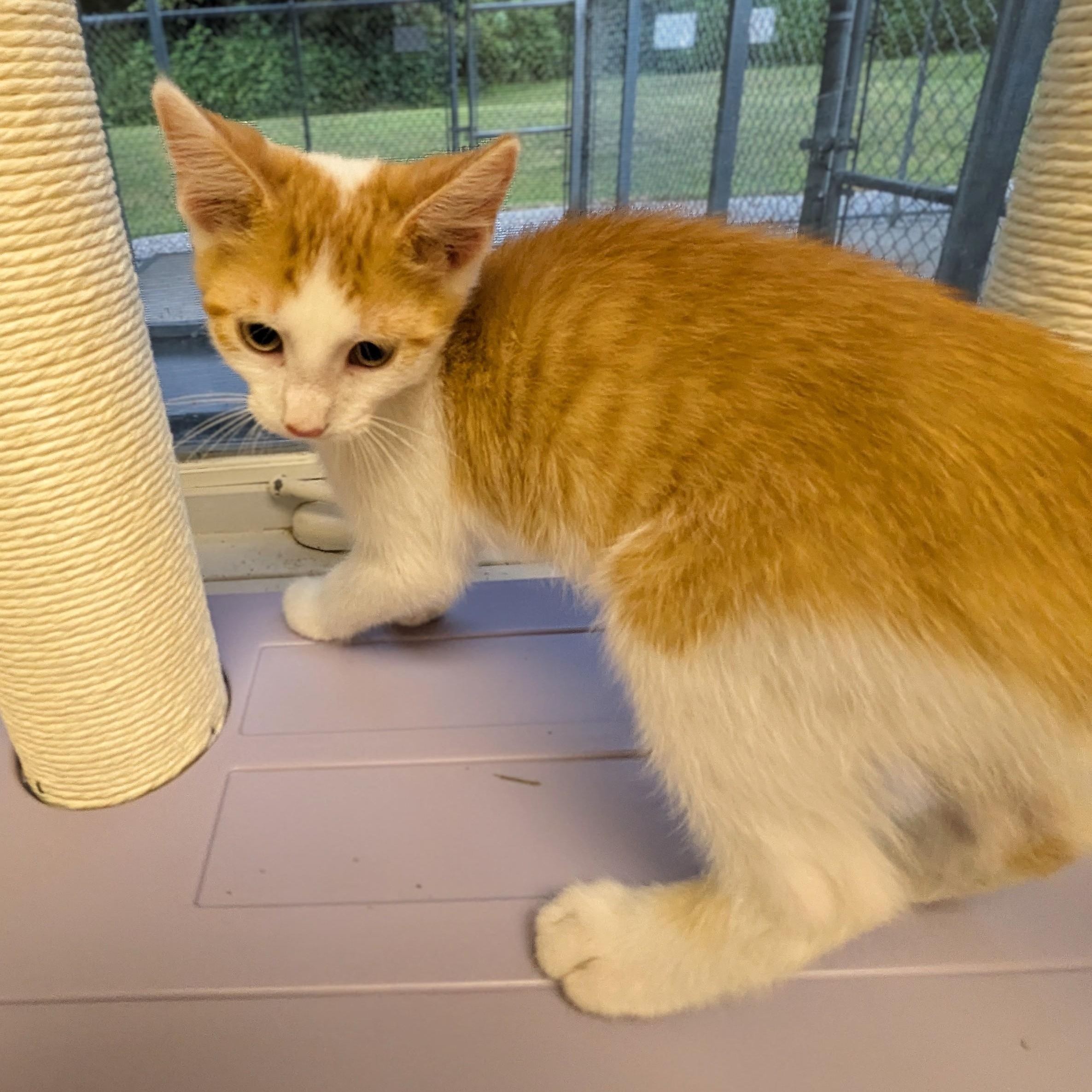 Simon, a Adoptable mixed breed in Mount Carmel, IL image 4/5