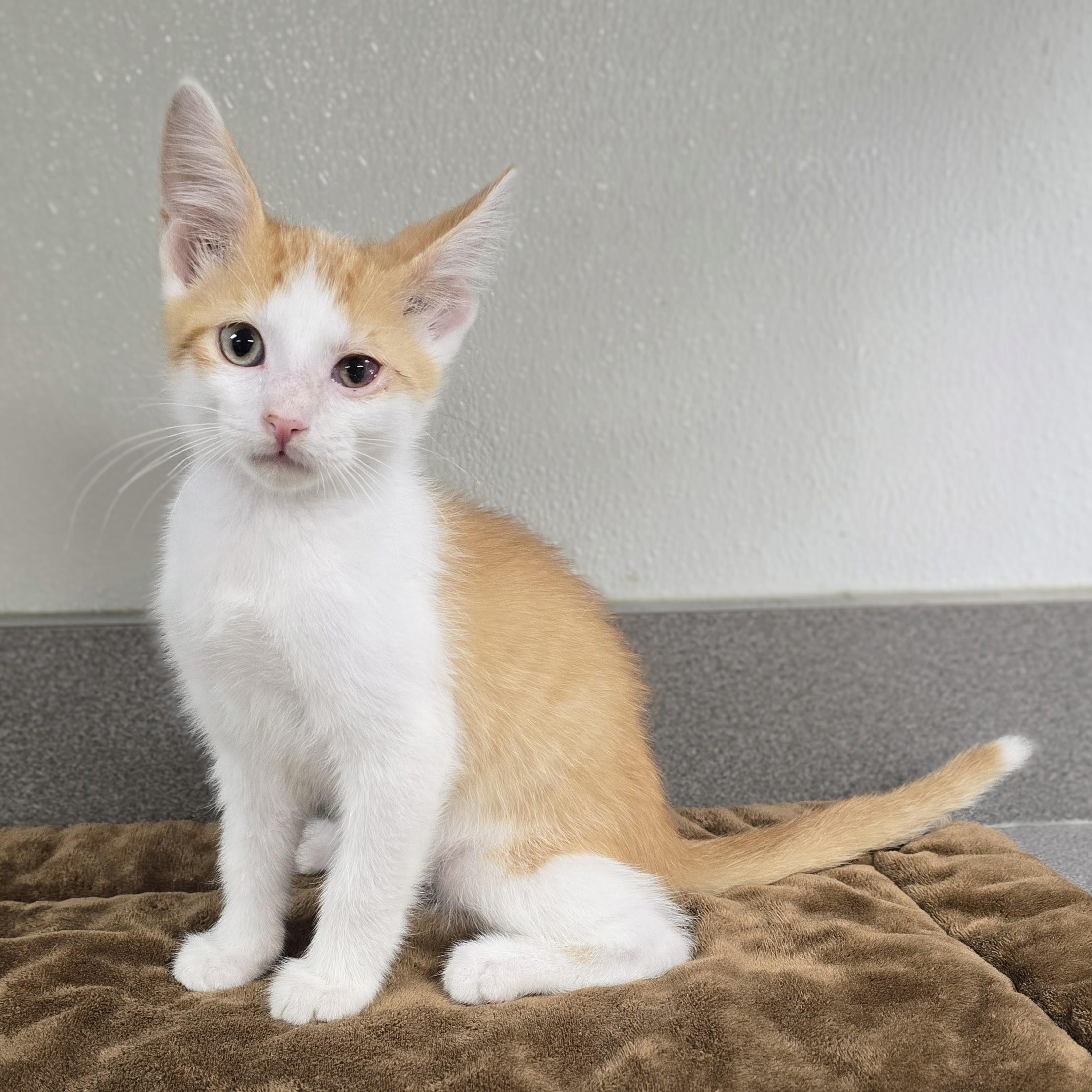 Simon, a Adoptable mixed breed in Mount Carmel, IL image 2/5