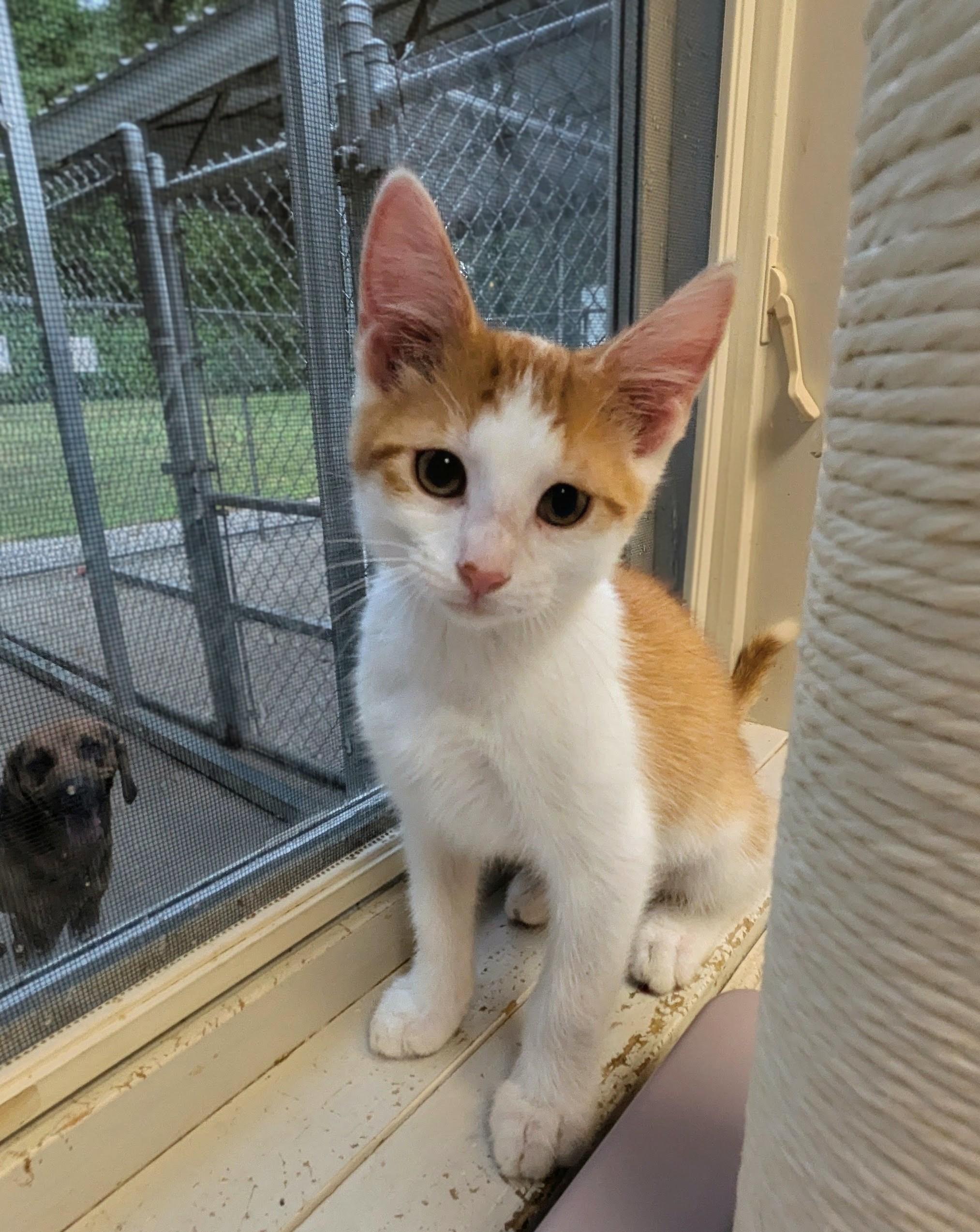 Simon, Adoptable, Kitten Male Domestic Short Hair.
