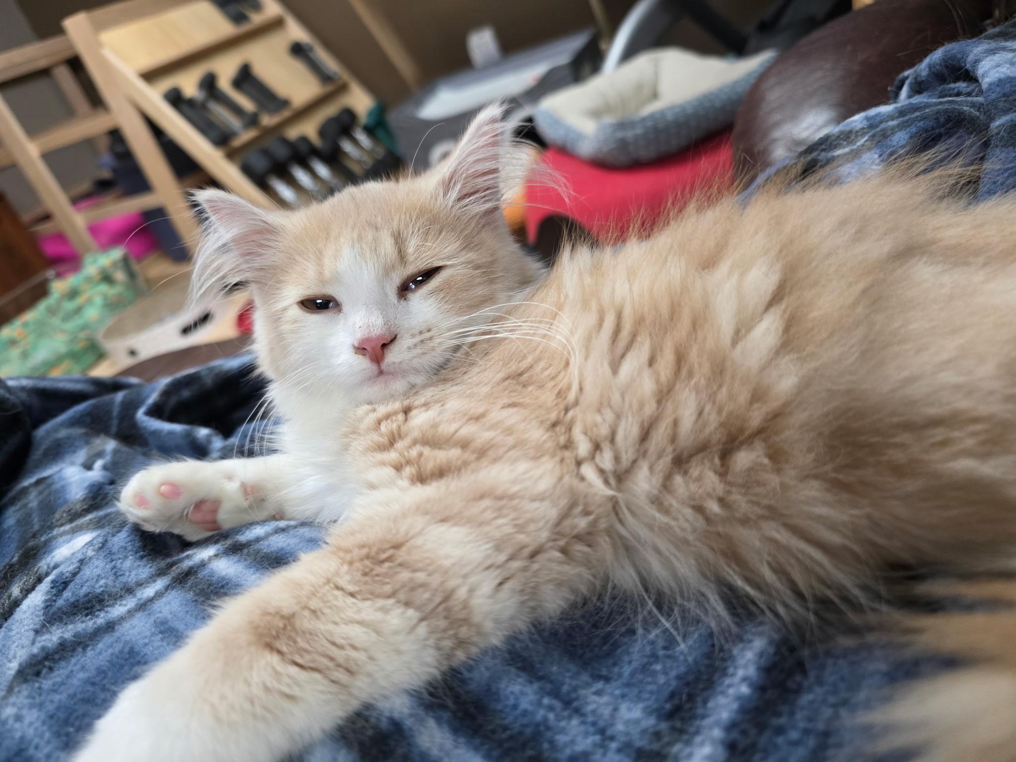 Jay Thomas, an adopted Domestic Long Hair in Faribault, MN image 3/3