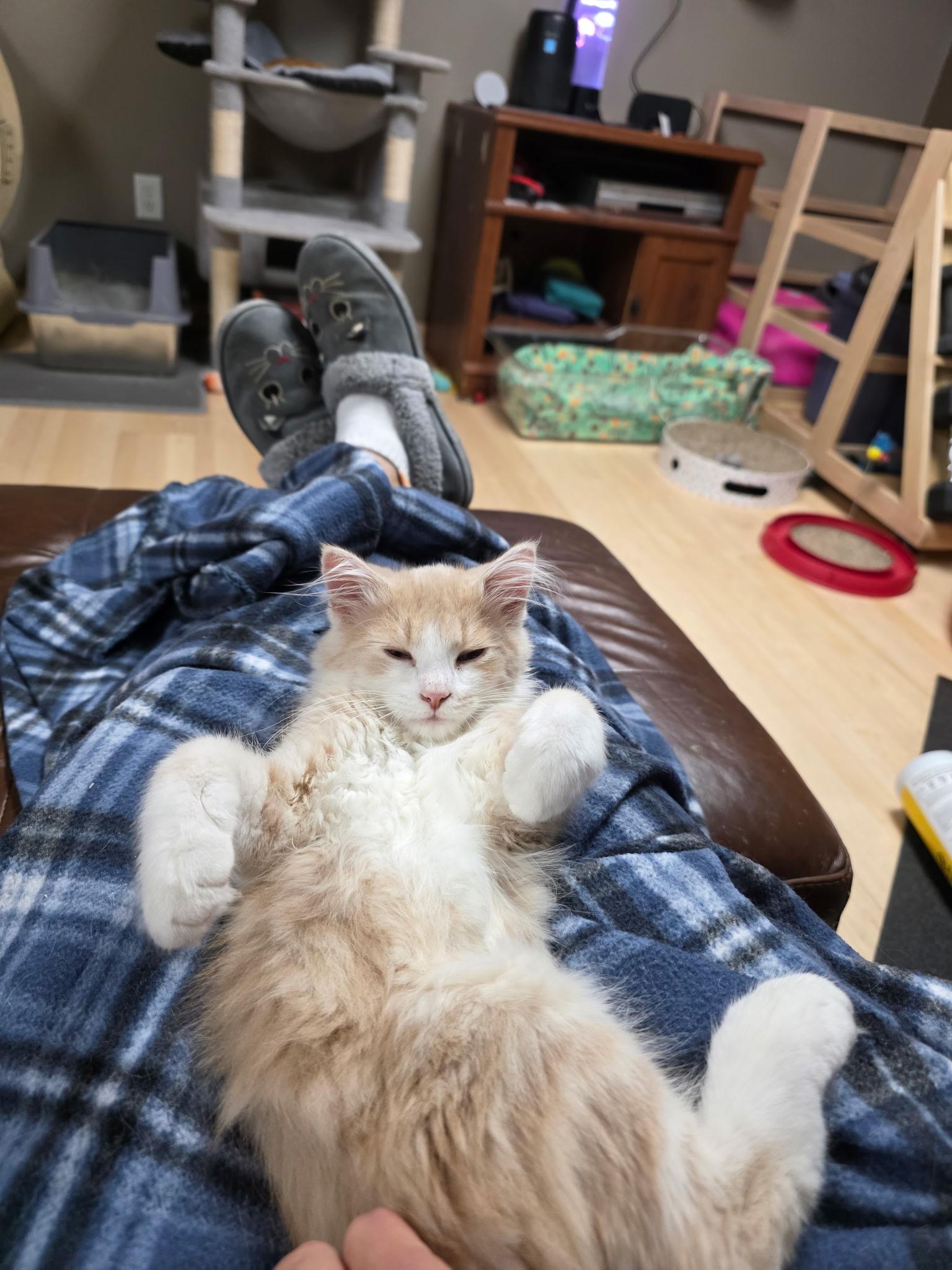 Jay Thomas, an adopted Domestic Long Hair in Faribault, MN image 2/3