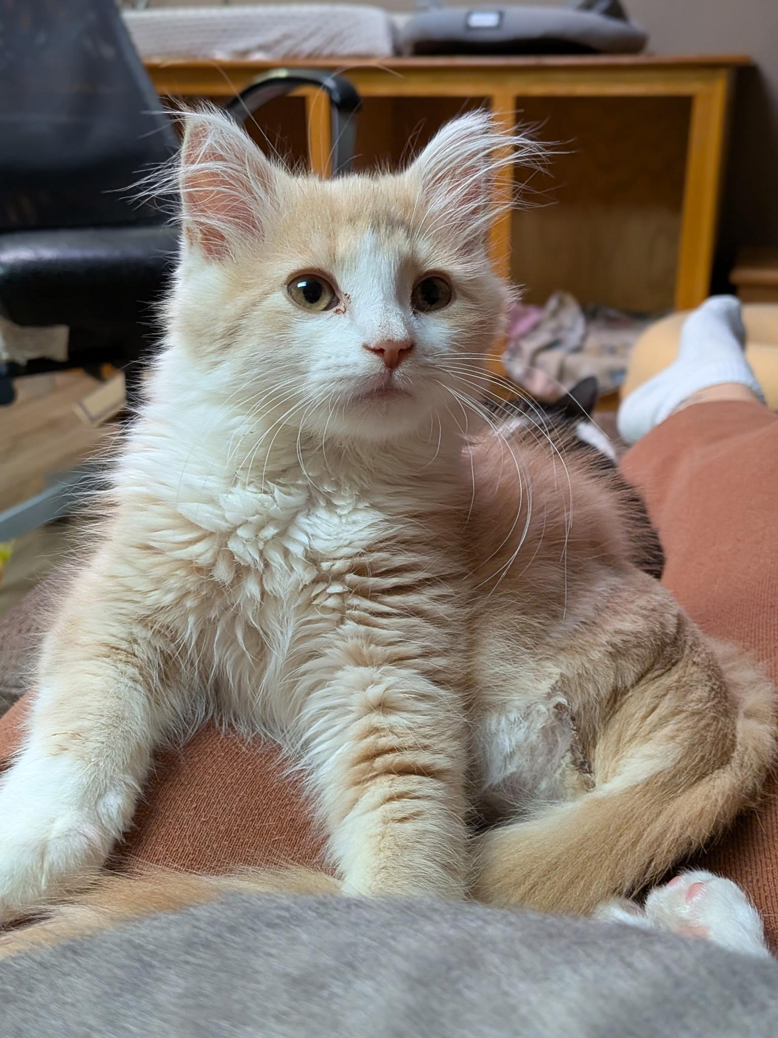 Jay Thomas, adopted, Kitten Male Domestic Long Hair.