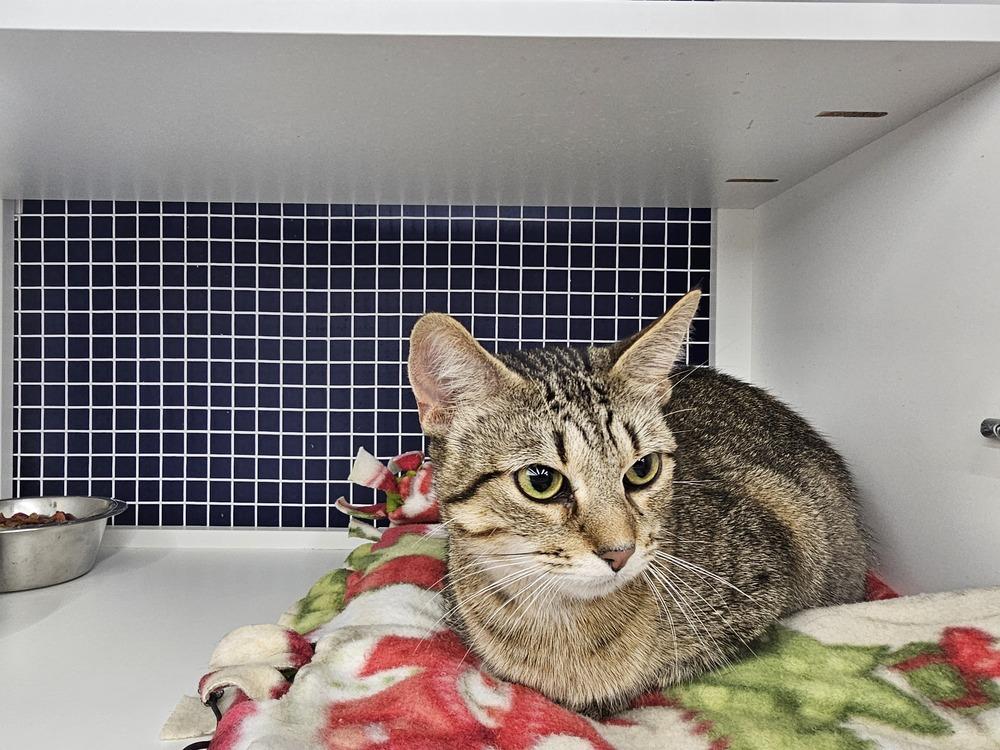 Nadia, Adoptable, Adult Female Domestic Short Hair.