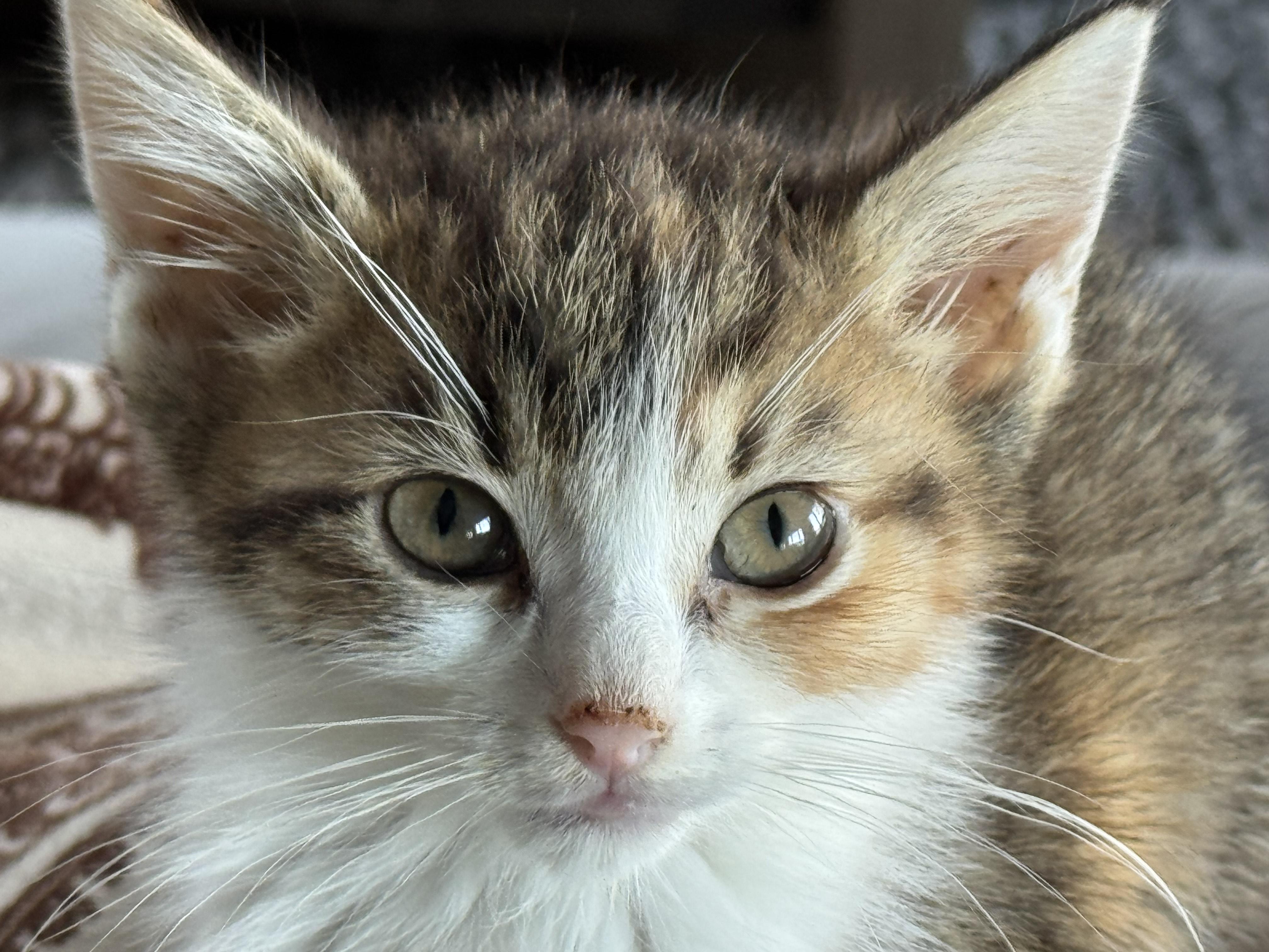 Enlarge Suri, an adopted Domestic Short Hair in Richland, MI image 1/1