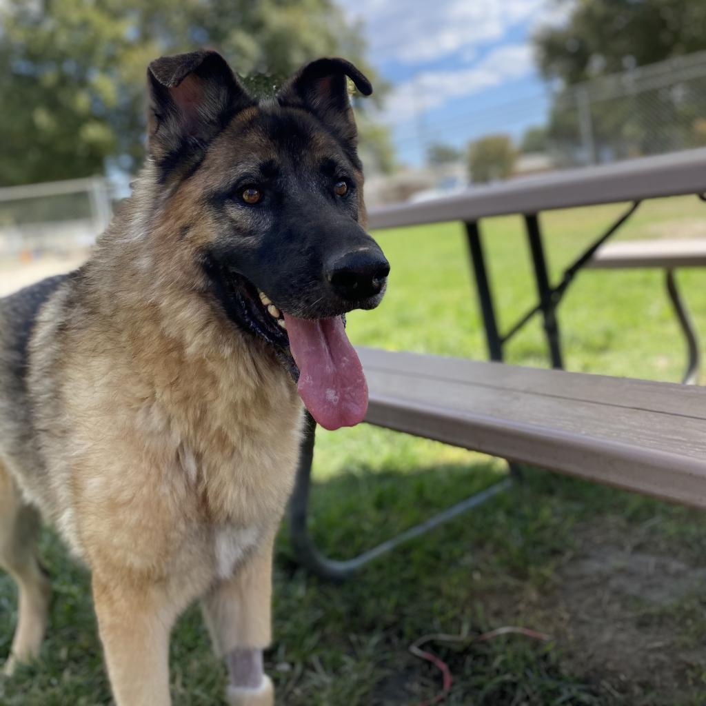 Puppy, Adoptable, Senior Male German Shepherd Dog & Caucasian Sheepdog / Caucasian Ovtcharka.