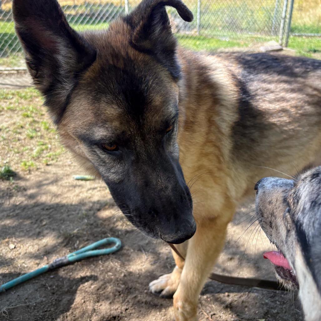 Enlarge Puppy, a Adoptable mixed breed in San Jacinto, CA image 2/6
