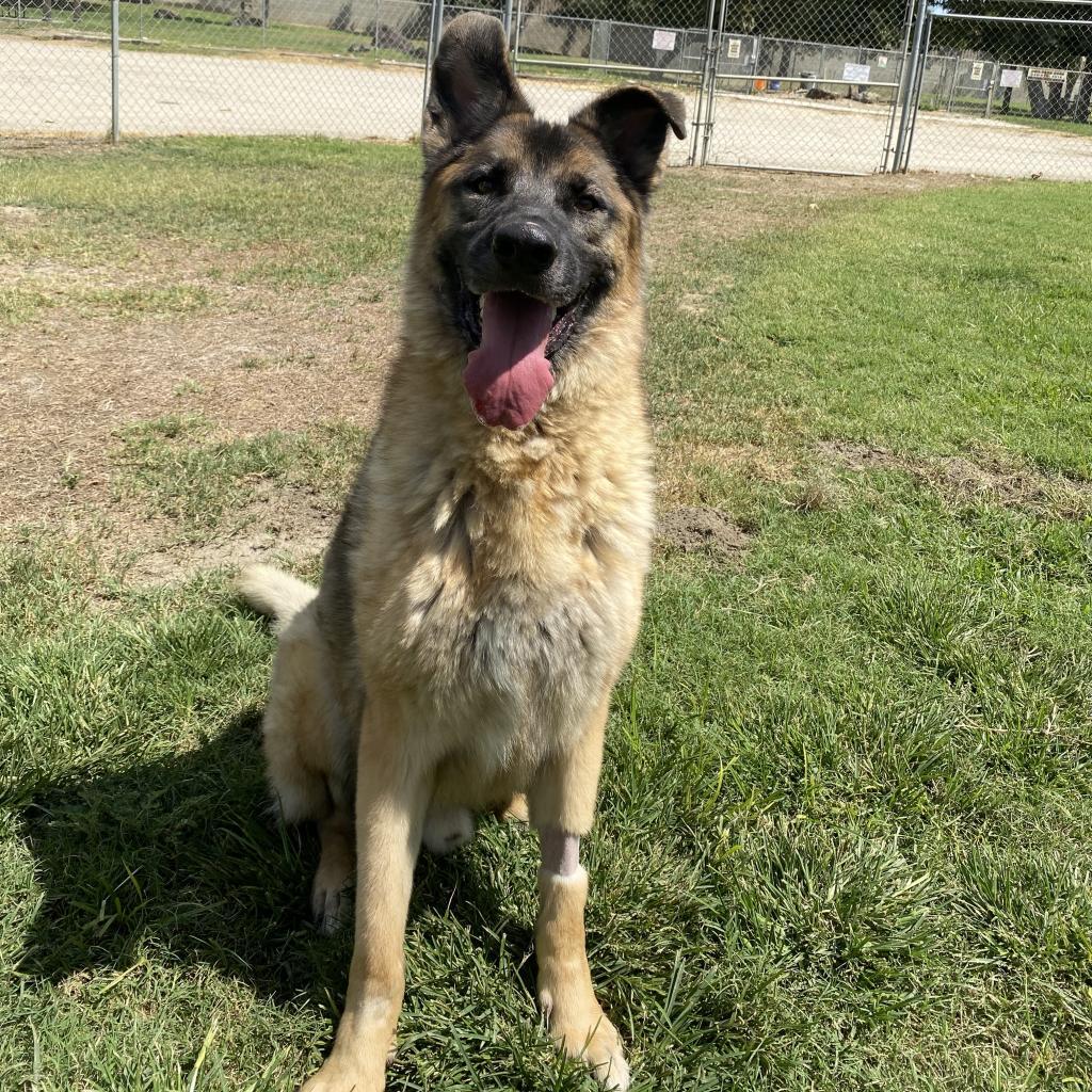 Enlarge Puppy, a Adoptable mixed breed in San Jacinto, CA image 2/6