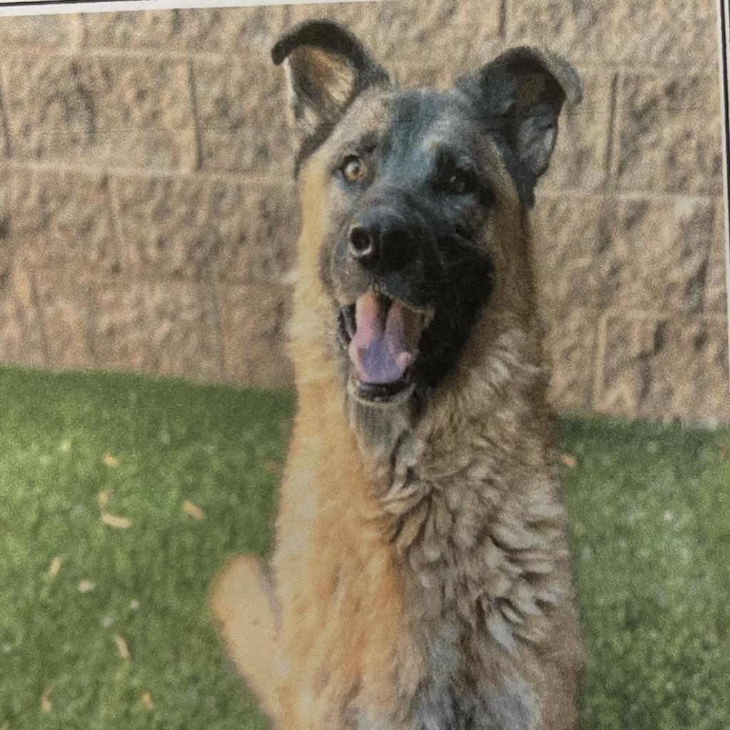 Enlarge Puppy, a Adoptable mixed breed in San Jacinto, CA image 3/6