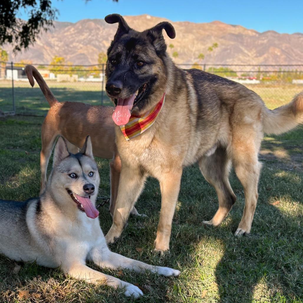 Enlarge Puppy, a Adoptable mixed breed in San Jacinto, CA image 4/6