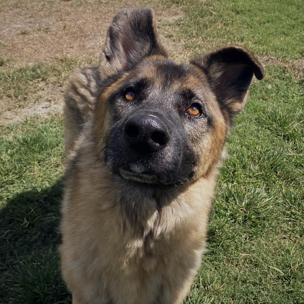 Enlarge Puppy, a Adoptable mixed breed in San Jacinto, CA image 5/6